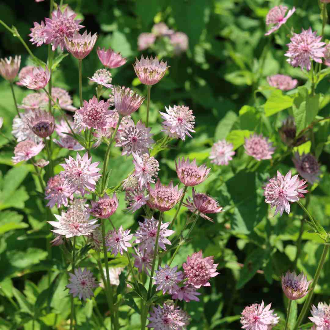Astrantia 'Roma' - Image 3
