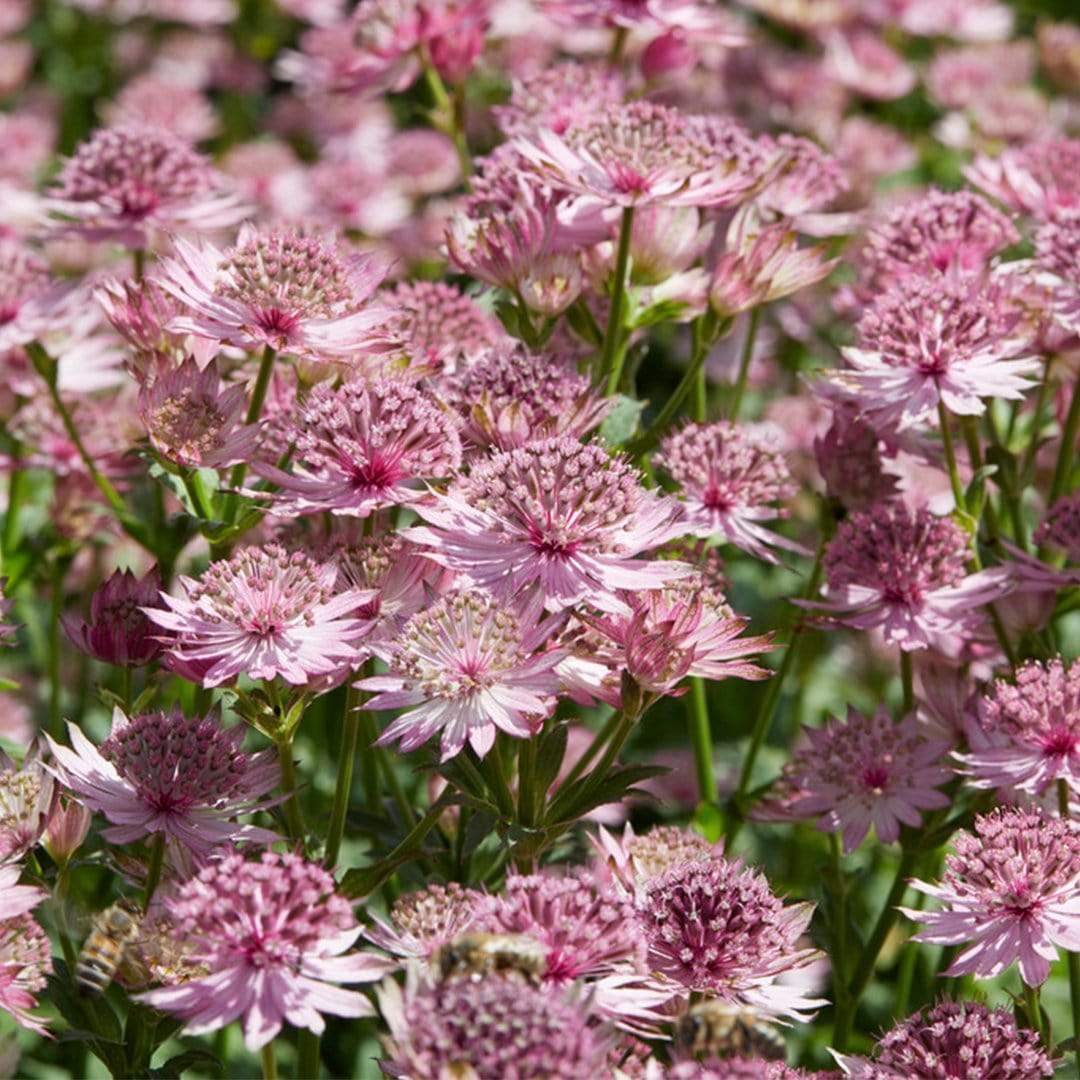 Astrantia 'Roma' - Image 5