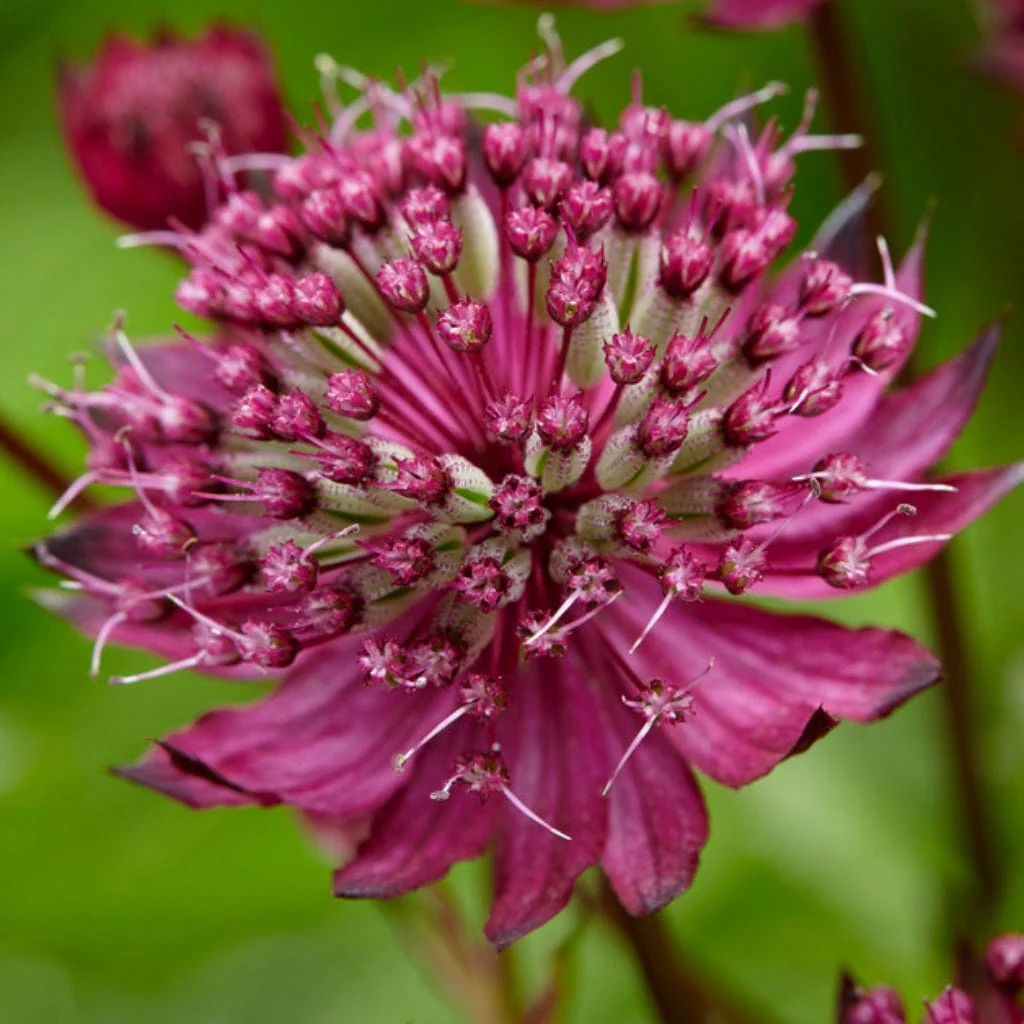 Astrantia 'Sparkling Stars Red' - Image 2