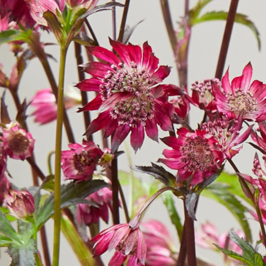 Astrantia 'Sparkling Stars Red' - Image 3
