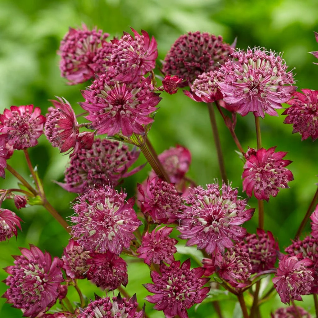 Astrantia 'Sparkling Stars Red' - Image 4