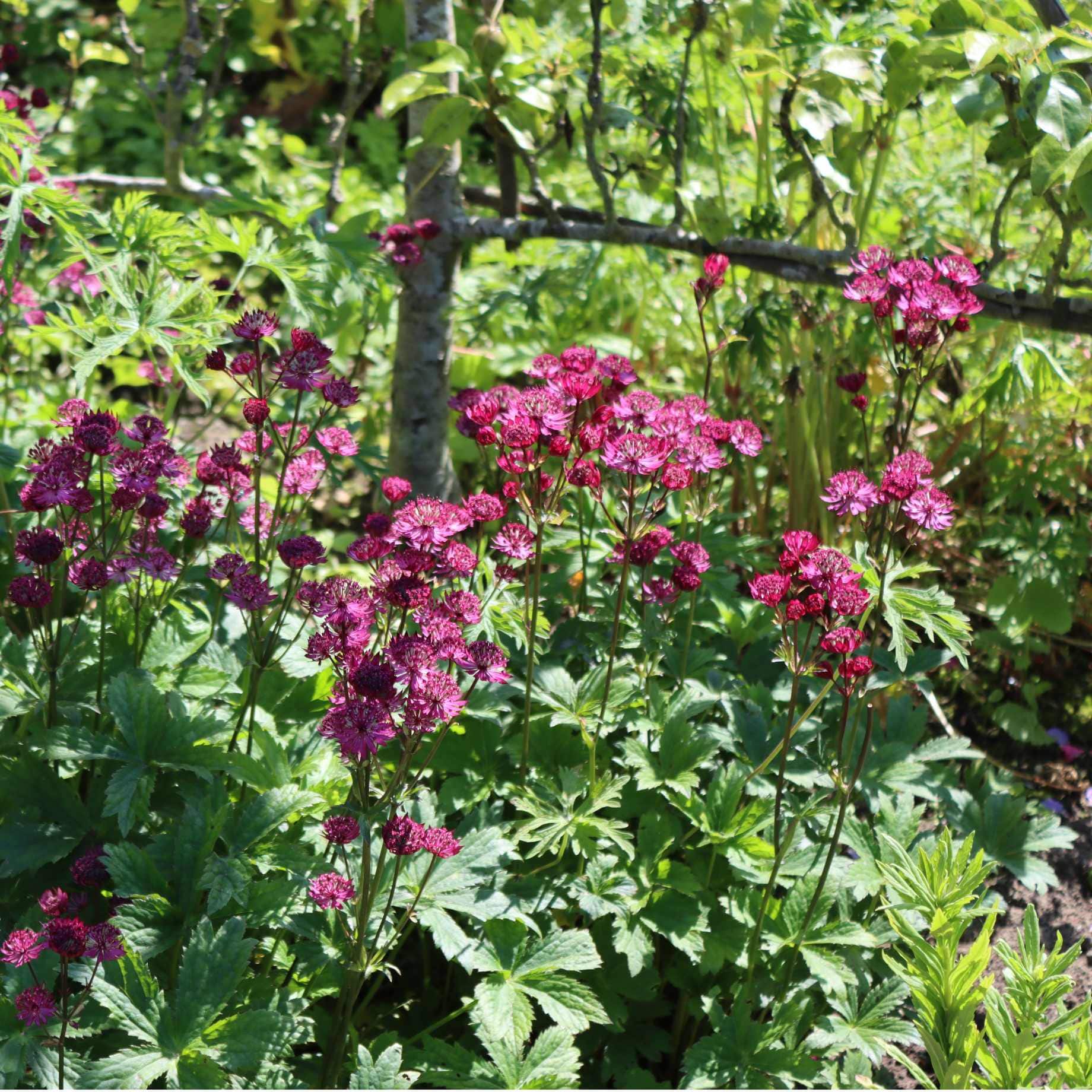 Astrantia 'Star of Love' - Image 2