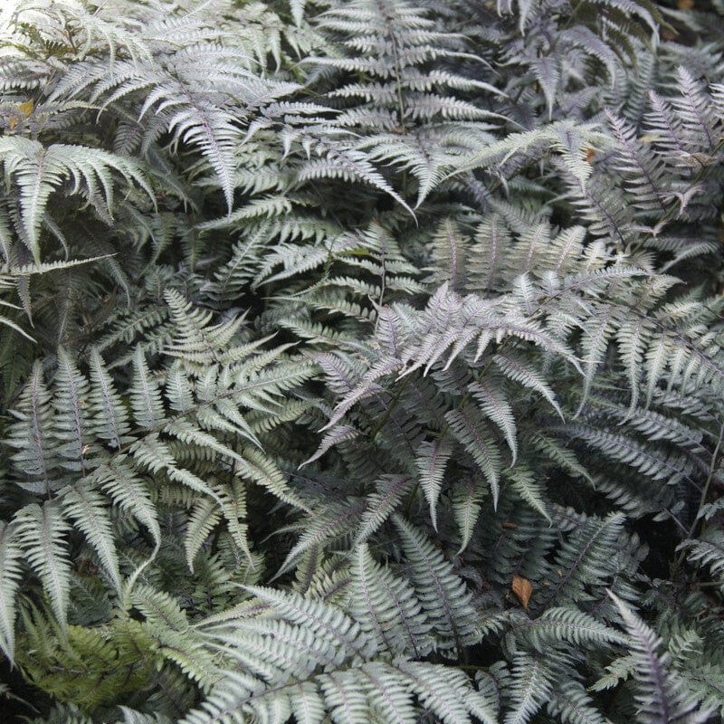 Japanese Painted Fern | Athyrium metallicum - Image 2
