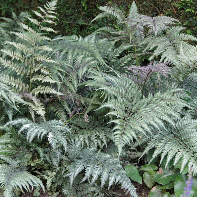 Japanese Painted Fern | Athyrium metallicum - Image 3