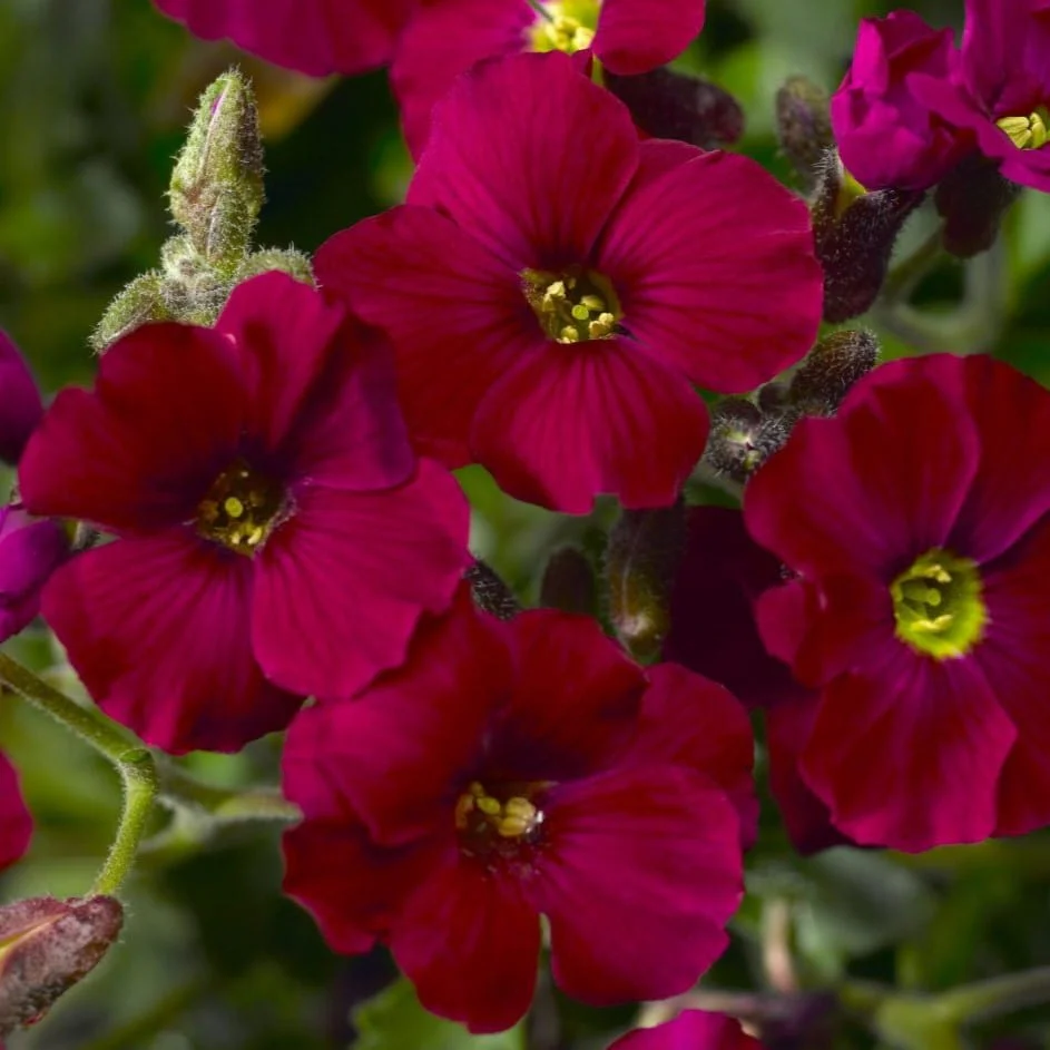 Aubrieta 'Axcent Burgundy'