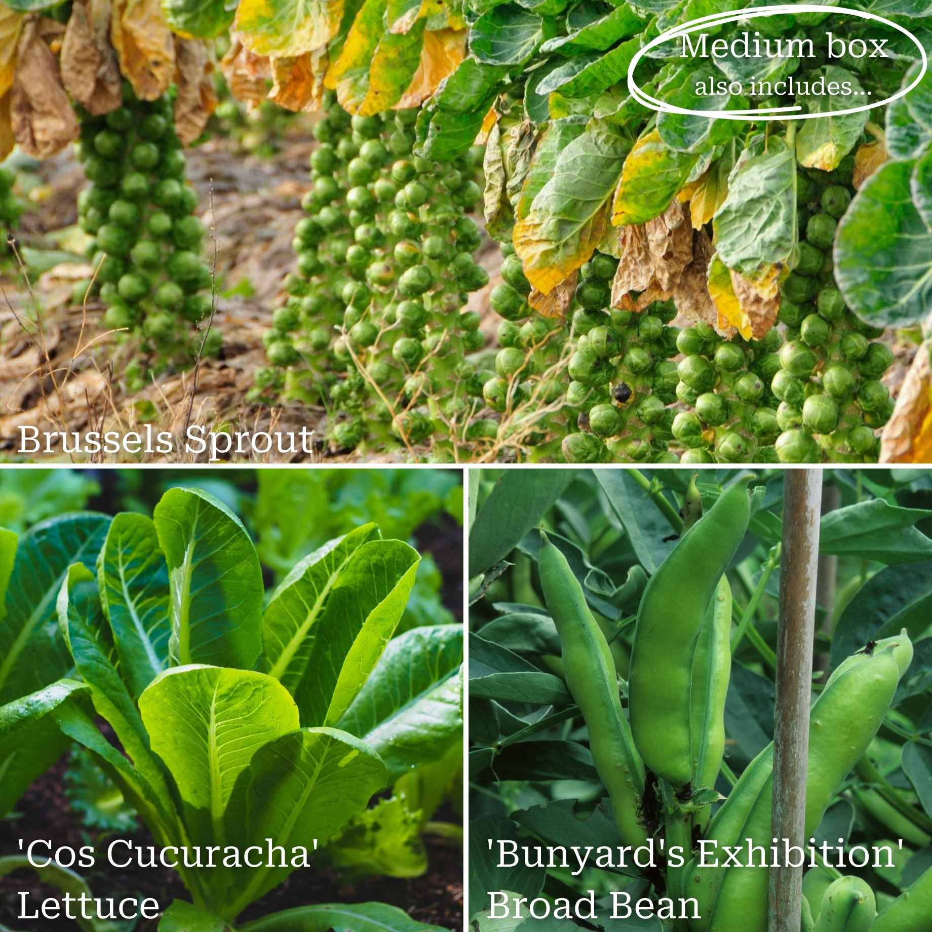 Autumn Allotment in a Box | Best Autumn Vegetables - Image 3