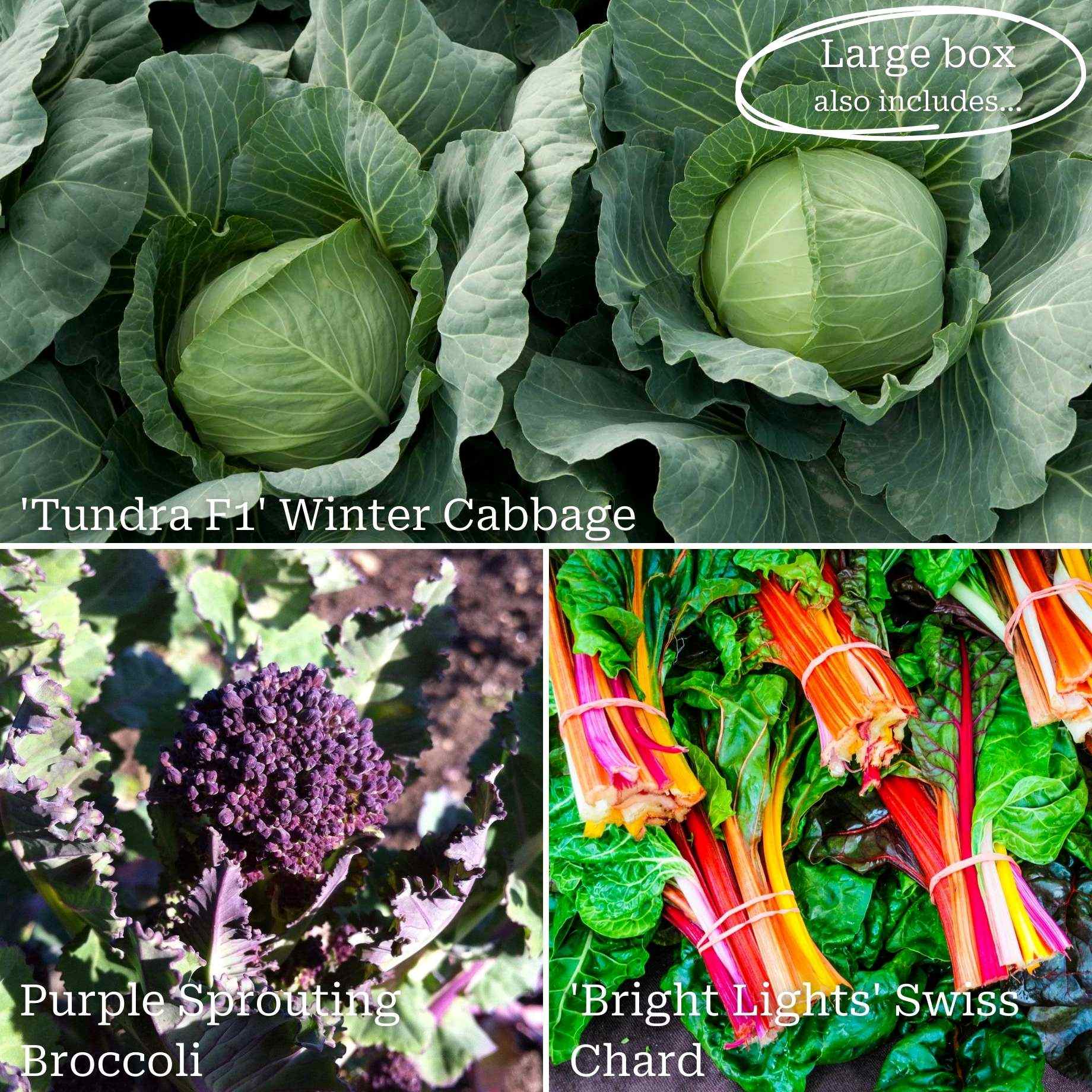 Autumn Allotment in a Box | Best Autumn Vegetables - Image 4