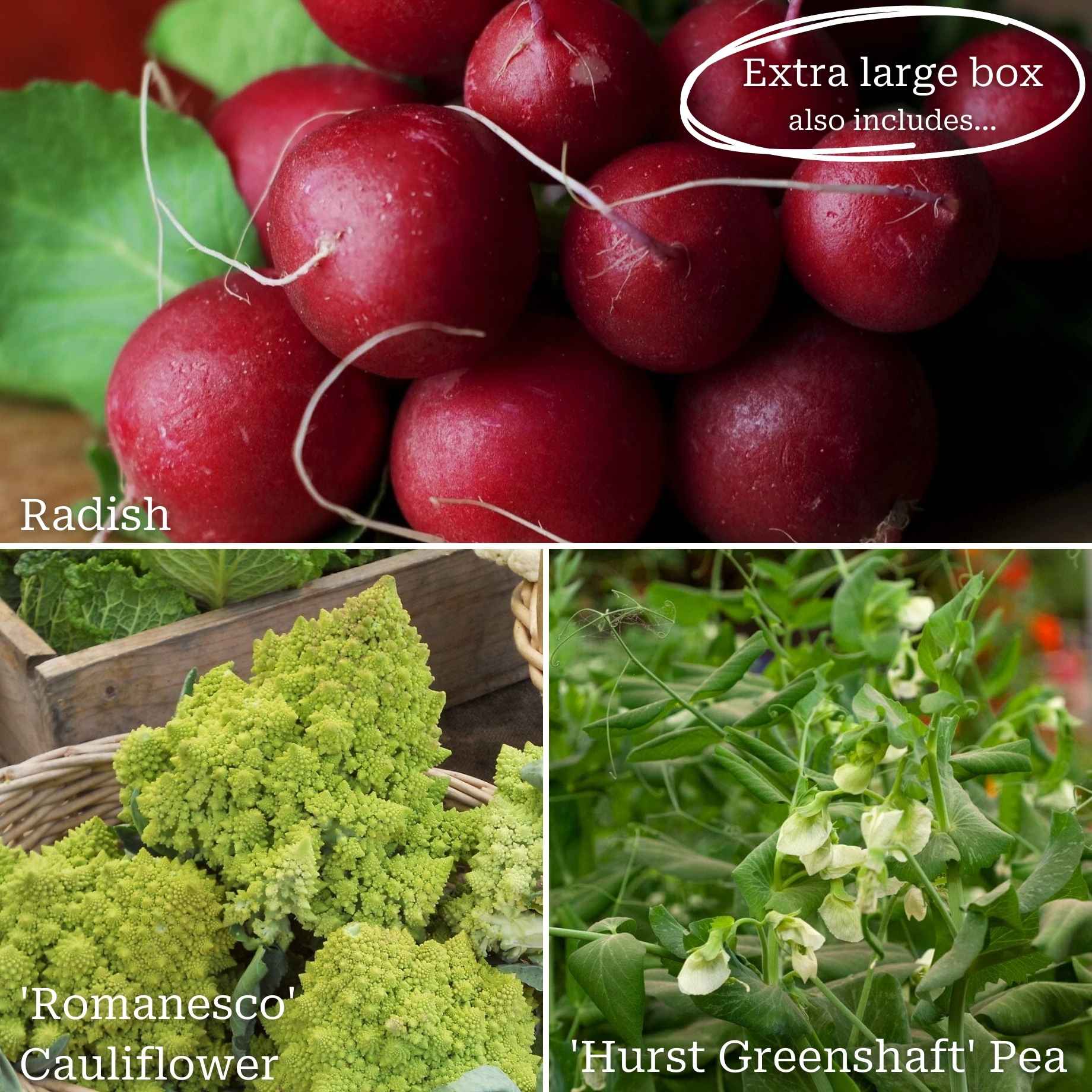 Autumn Allotment in a Box | Best Autumn Vegetables - Image 5