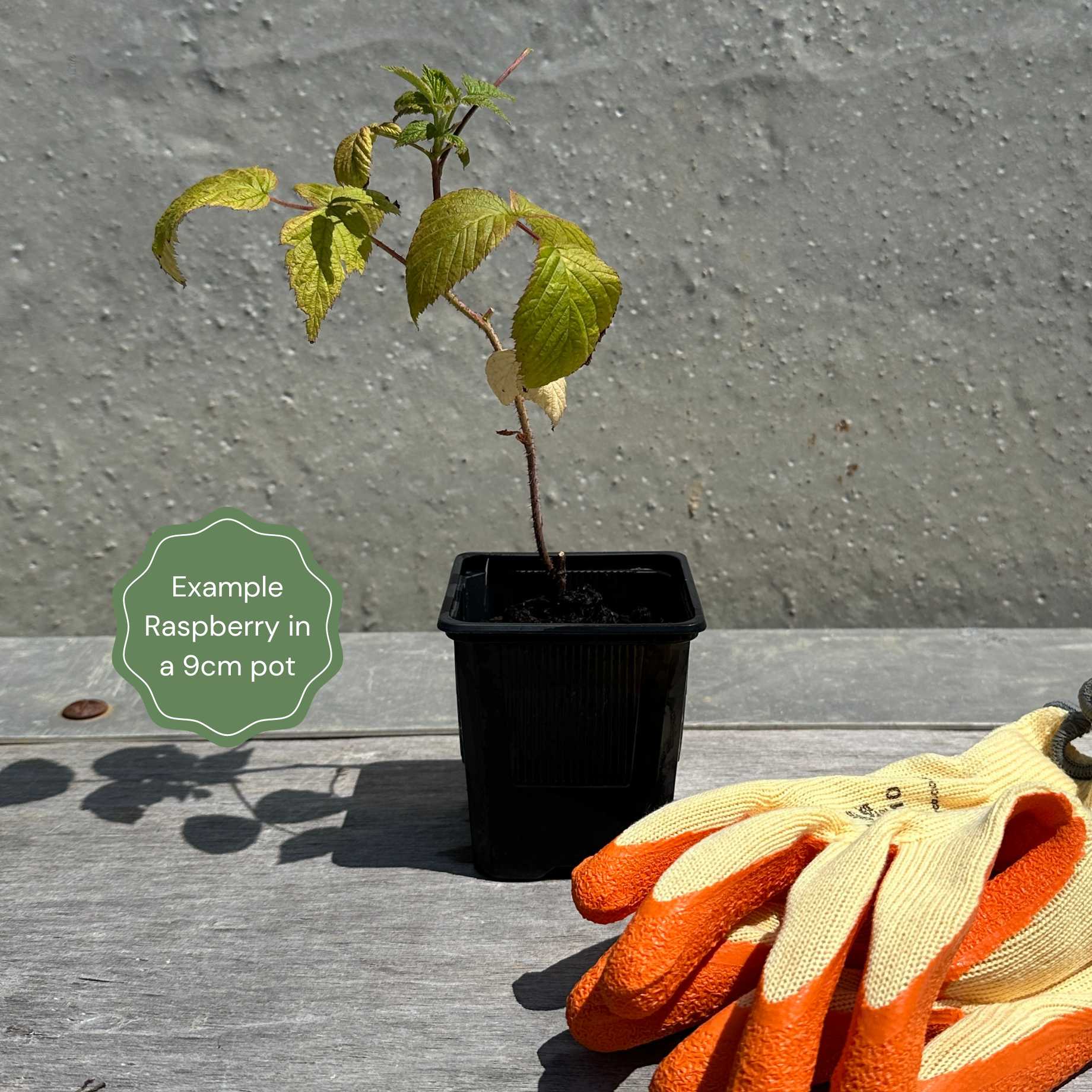 'Autumn Bliss' Raspberry Plants - Image 9