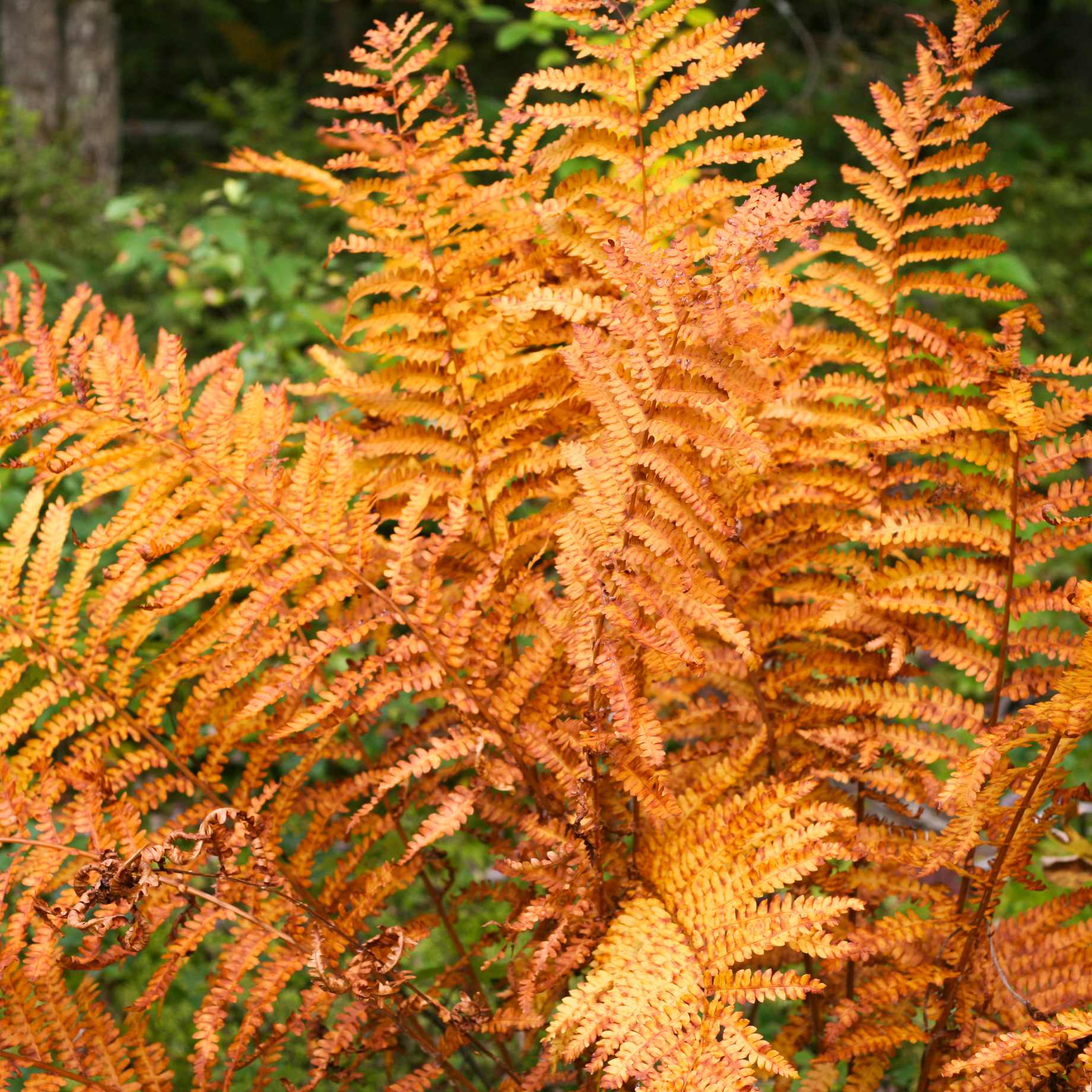 Autumn Fern | Dryopteris erythrosora 'Koidzumiana'