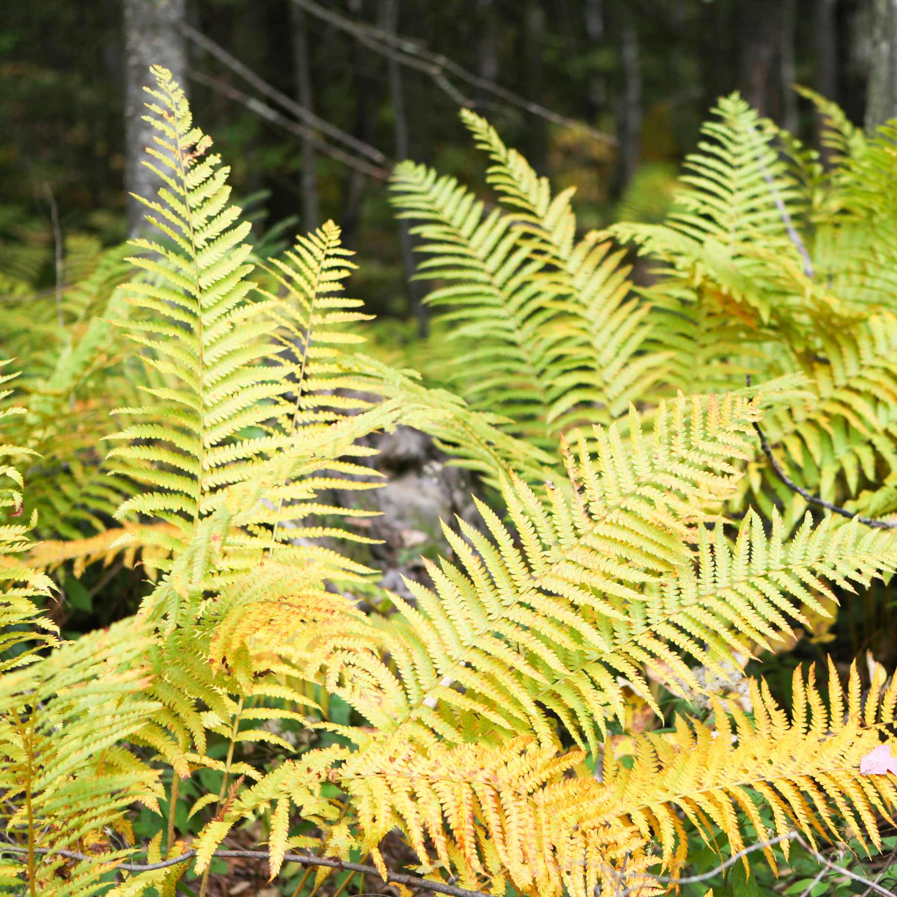 Autumn Fern | Dryopteris erythrosora 'Koidzumiana' - Image 2