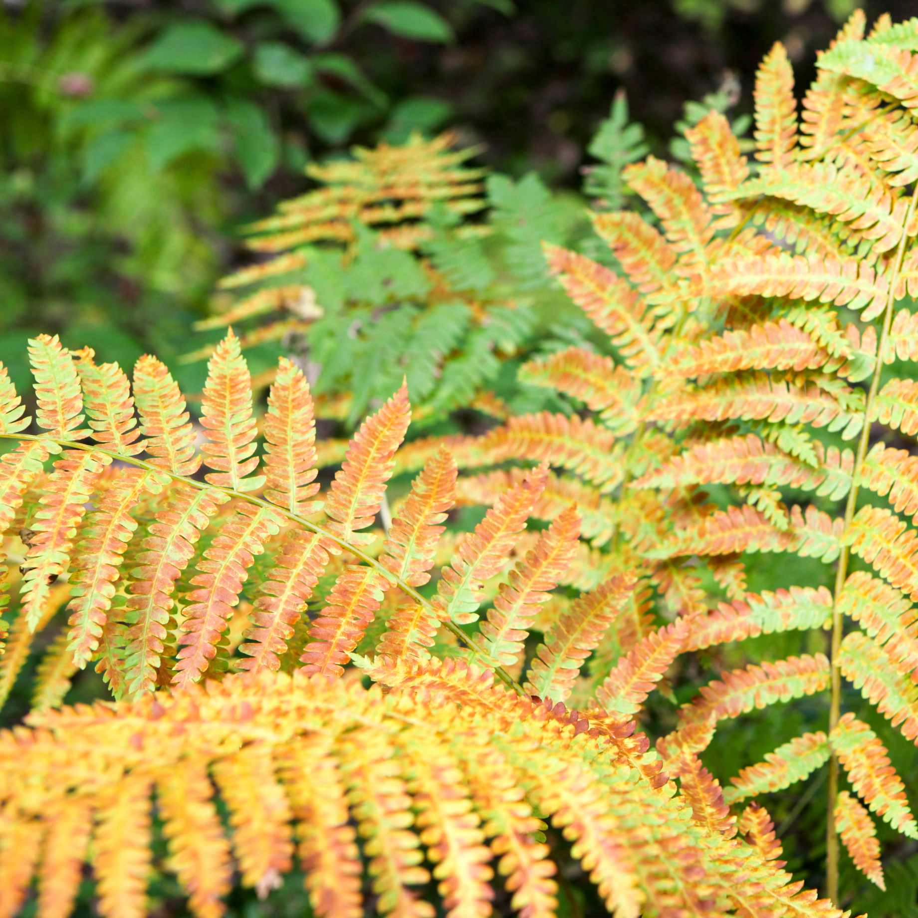 Autumn Fern | Dryopteris erythrosora 'Koidzumiana' - Image 3