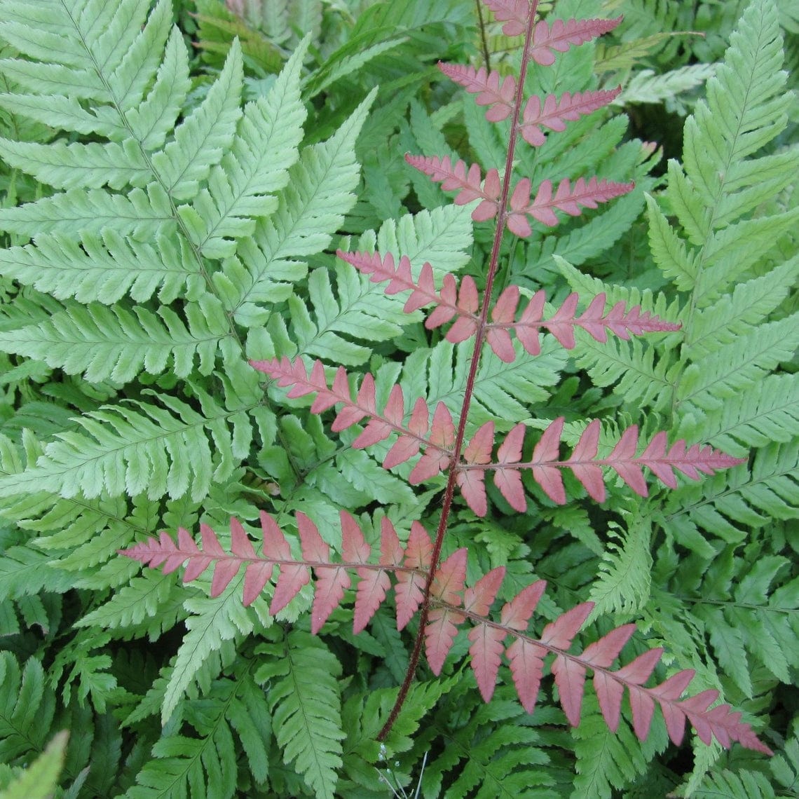 Pondside Fern Pack