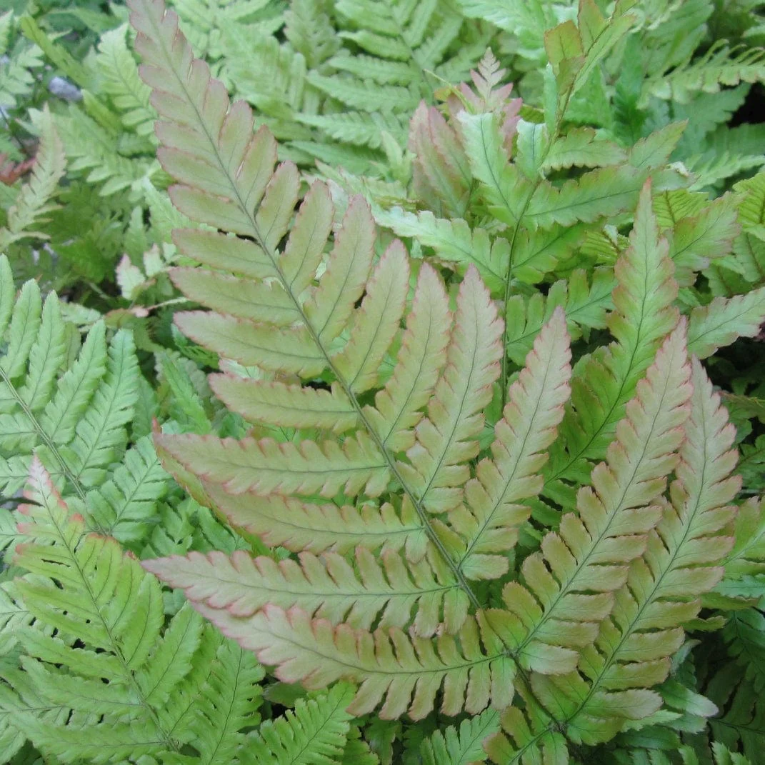 Pondside Fern Pack - Image 2