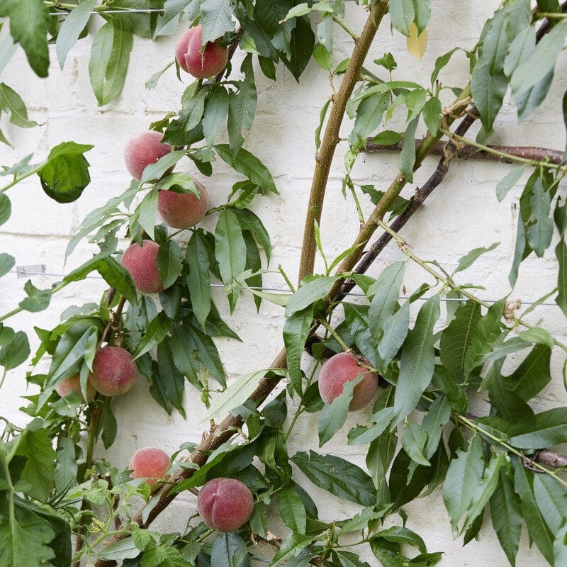 'Avalon Pride' Peach Tree - Image 2