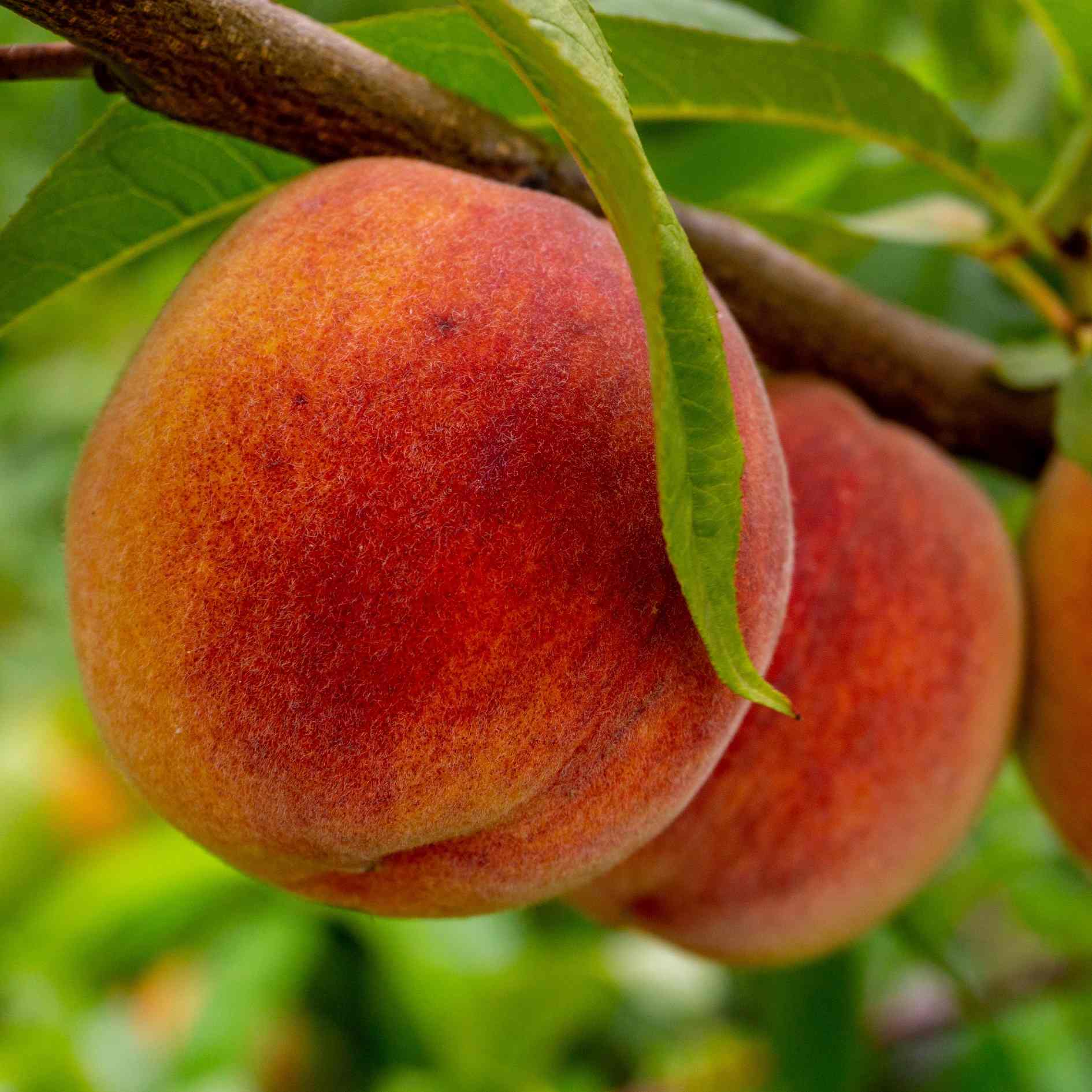 'Avalon Pride' Peach Tree - Image 5