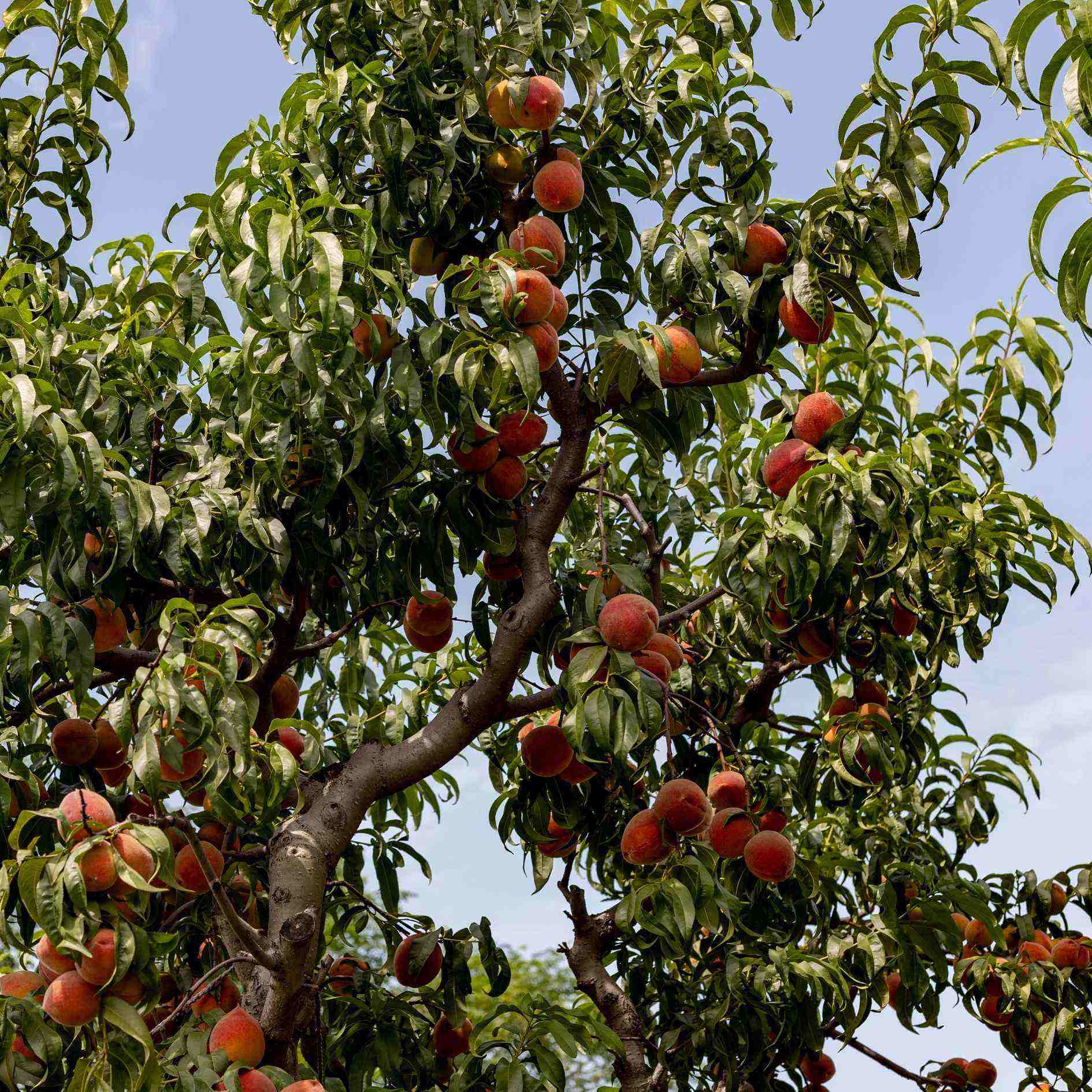 'Avalon Pride' Peach Tree - Image 6