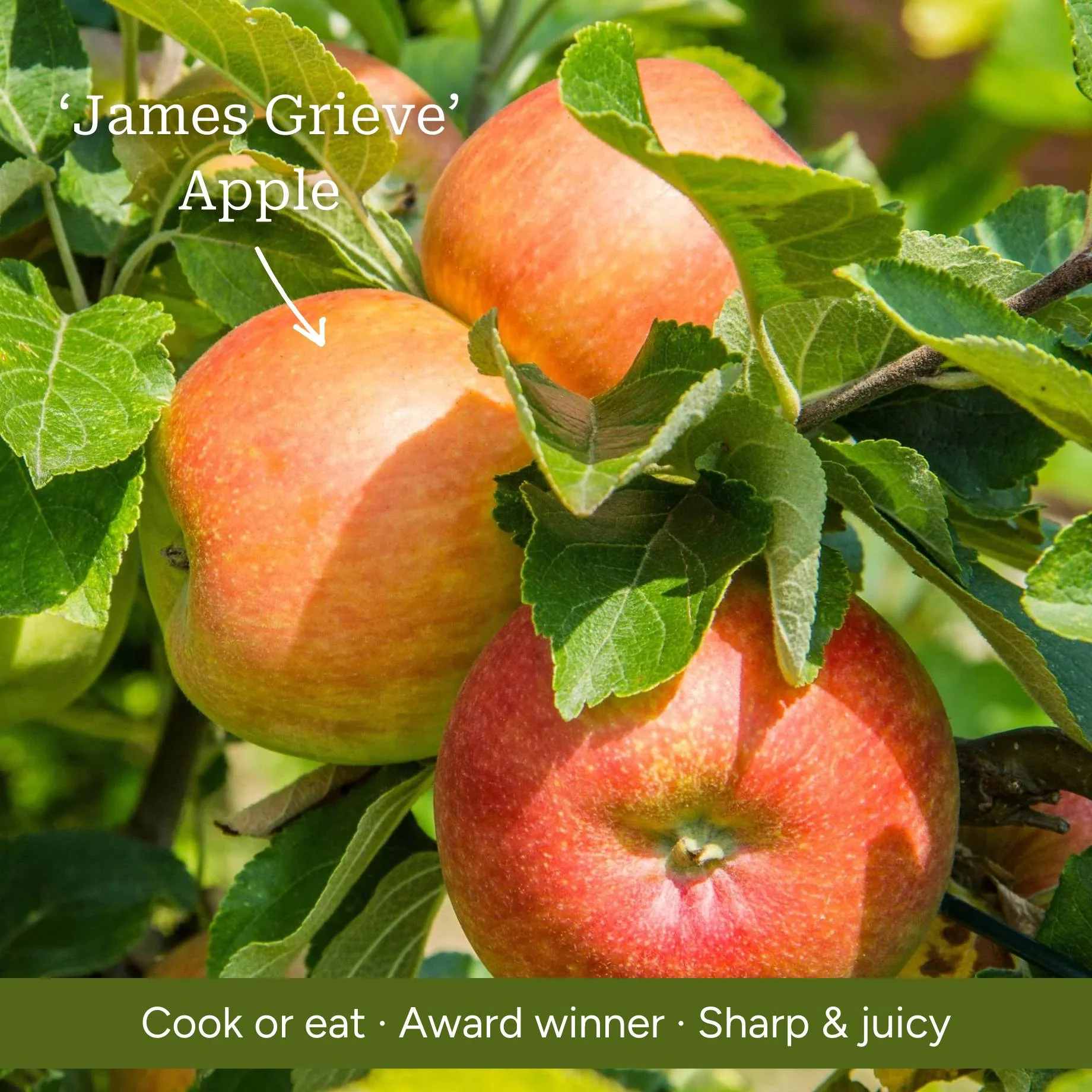 Cross-Pollinating Apple Collection | Bramley, Gala & James Grieve - Image 3