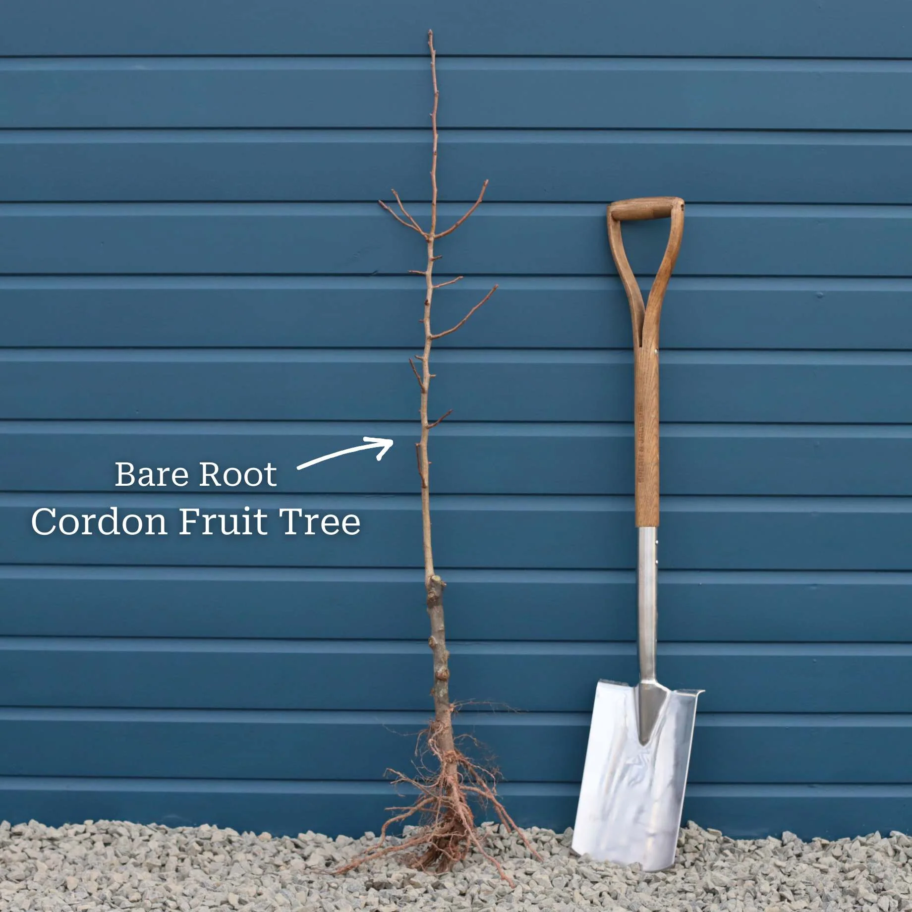 'Merryweather' Damson Tree - Image 10