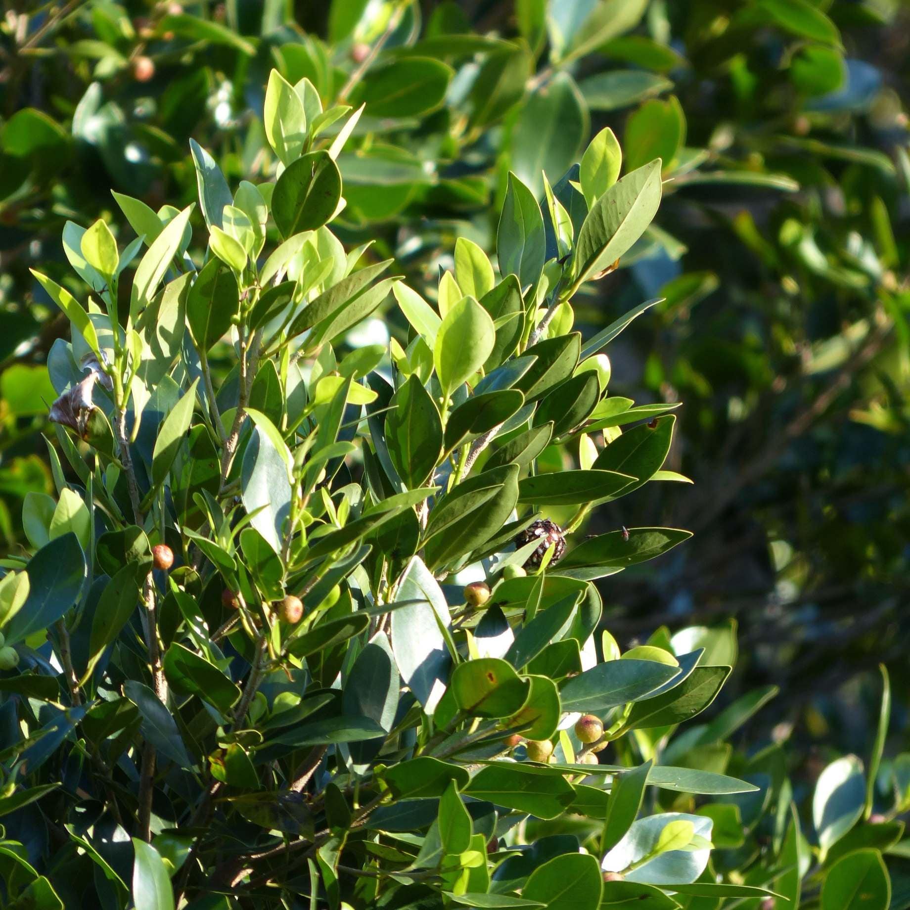 Bay Laurel Tree | Laurus nobilis - Image 4