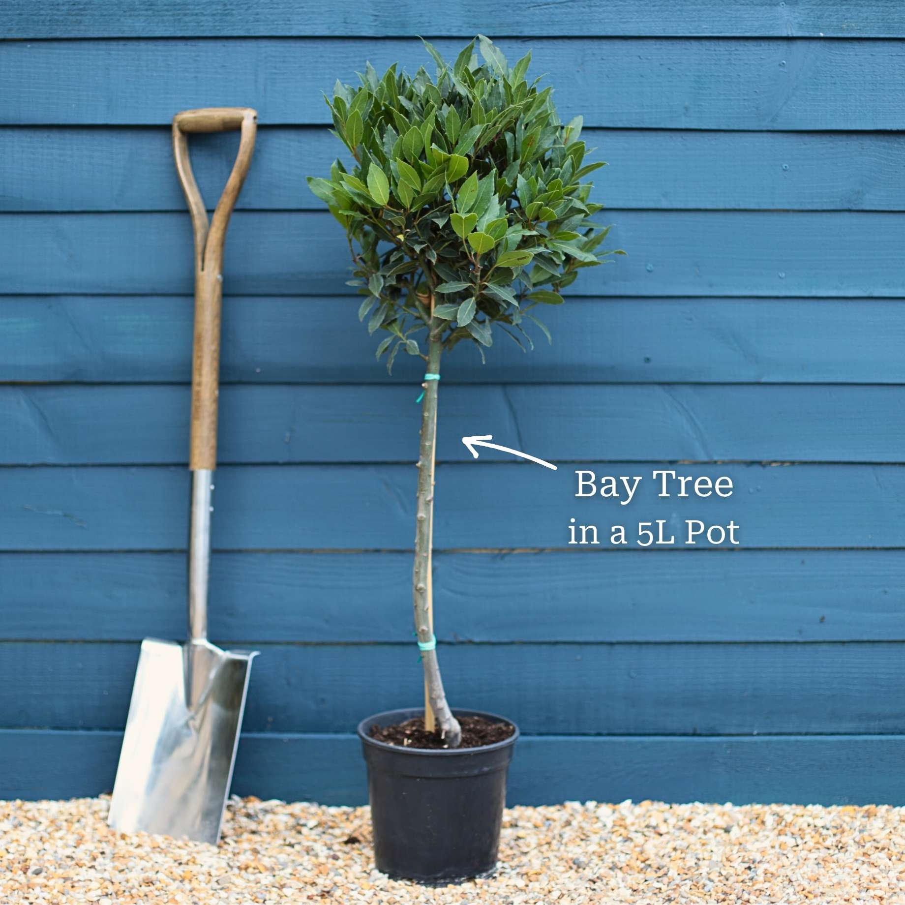 Bay Laurel Tree | Laurus nobilis - Image 5