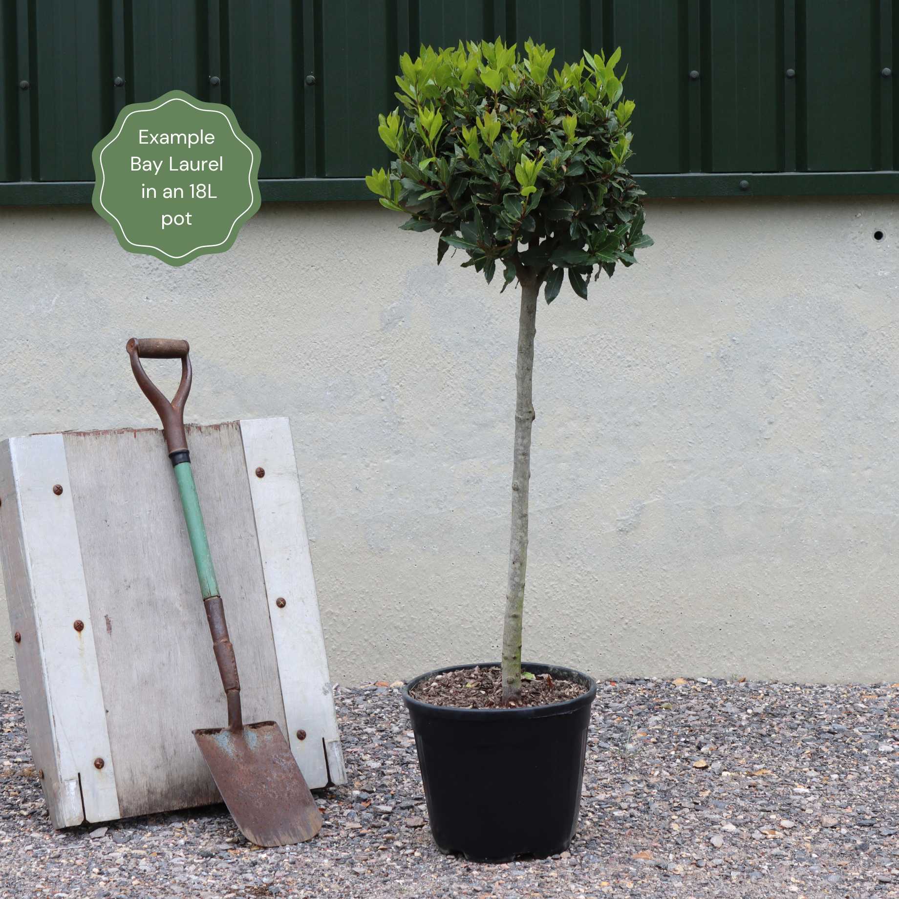Bay Laurel Tree | Laurus nobilis - Image 7