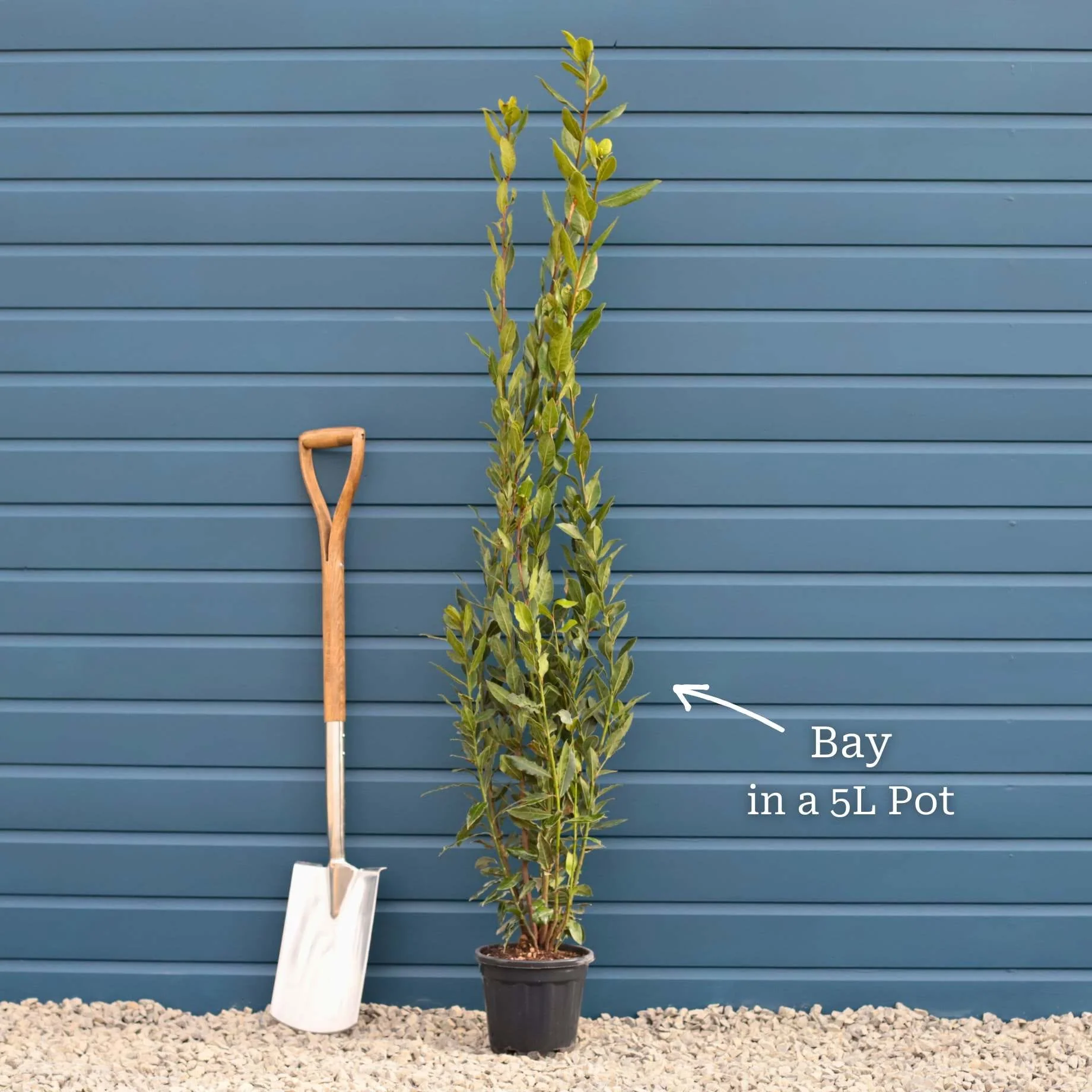 Bay Laurel Tree | Laurus nobilis - Image 9