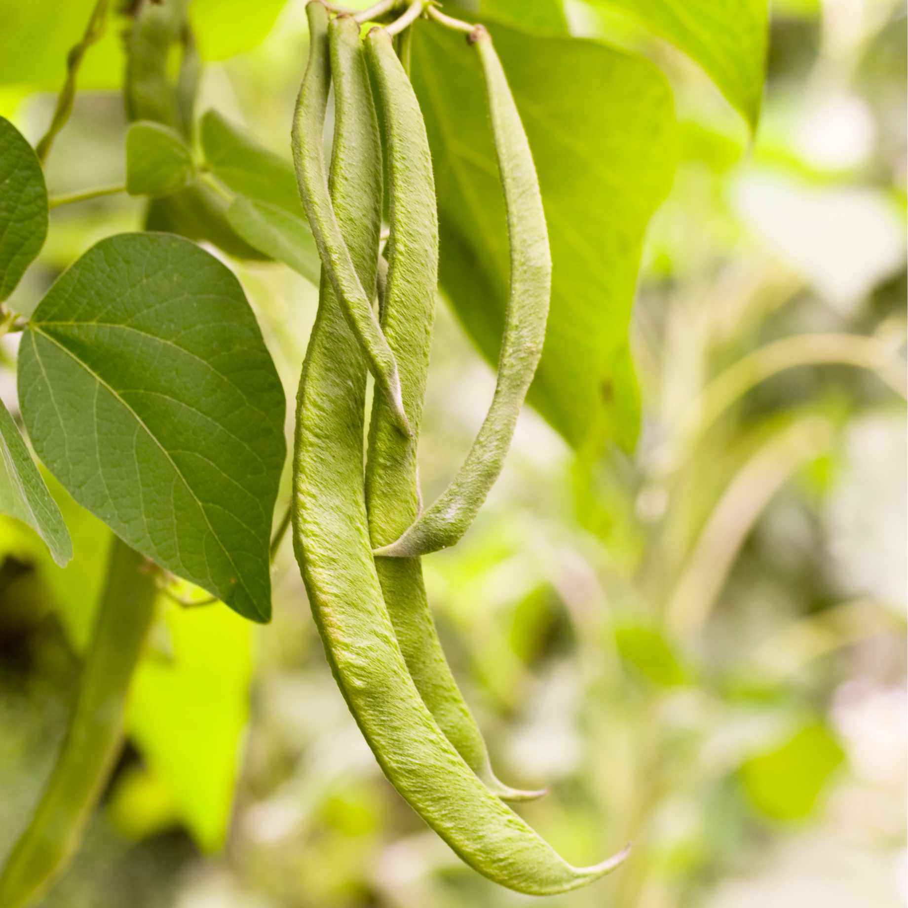 'Painted Lady' Runner Bean Plant - Image 3