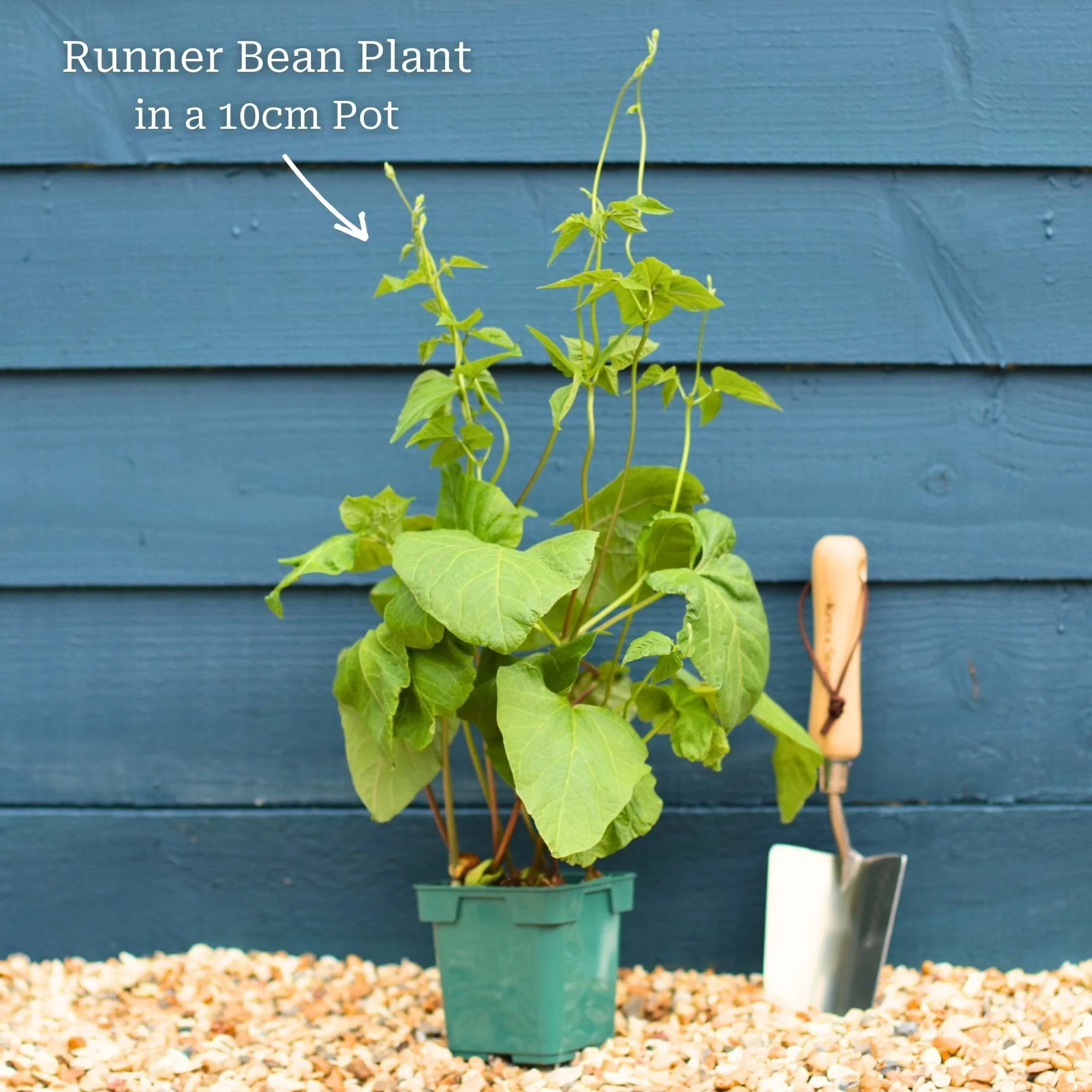 Gourmet Beans & Peas Collection - Image 4