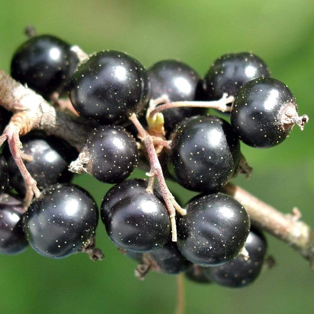 'Ben Connan' Blackcurrant Bush - Image 3
