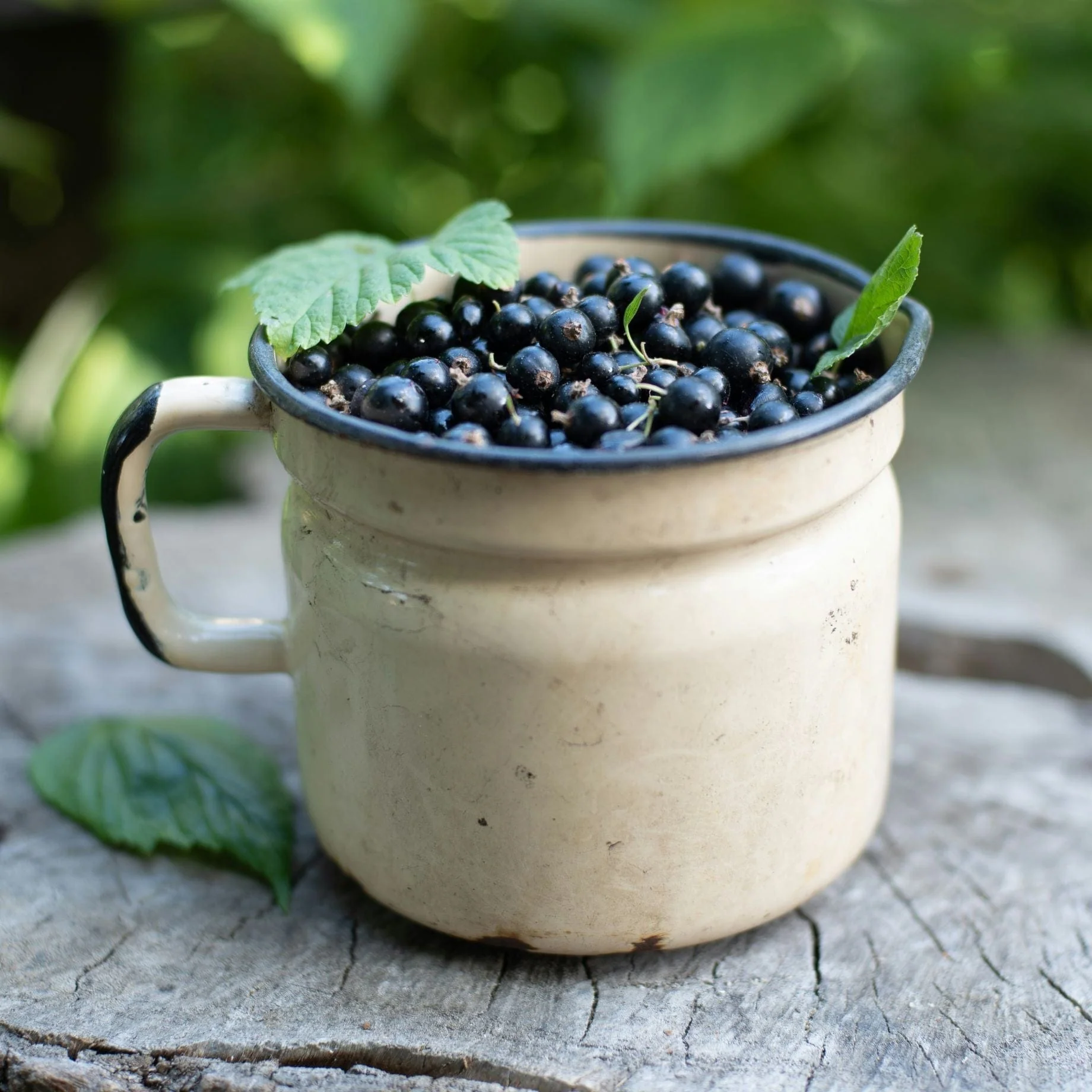 'Ben Nevis' Blackcurrant Bush - Image 2