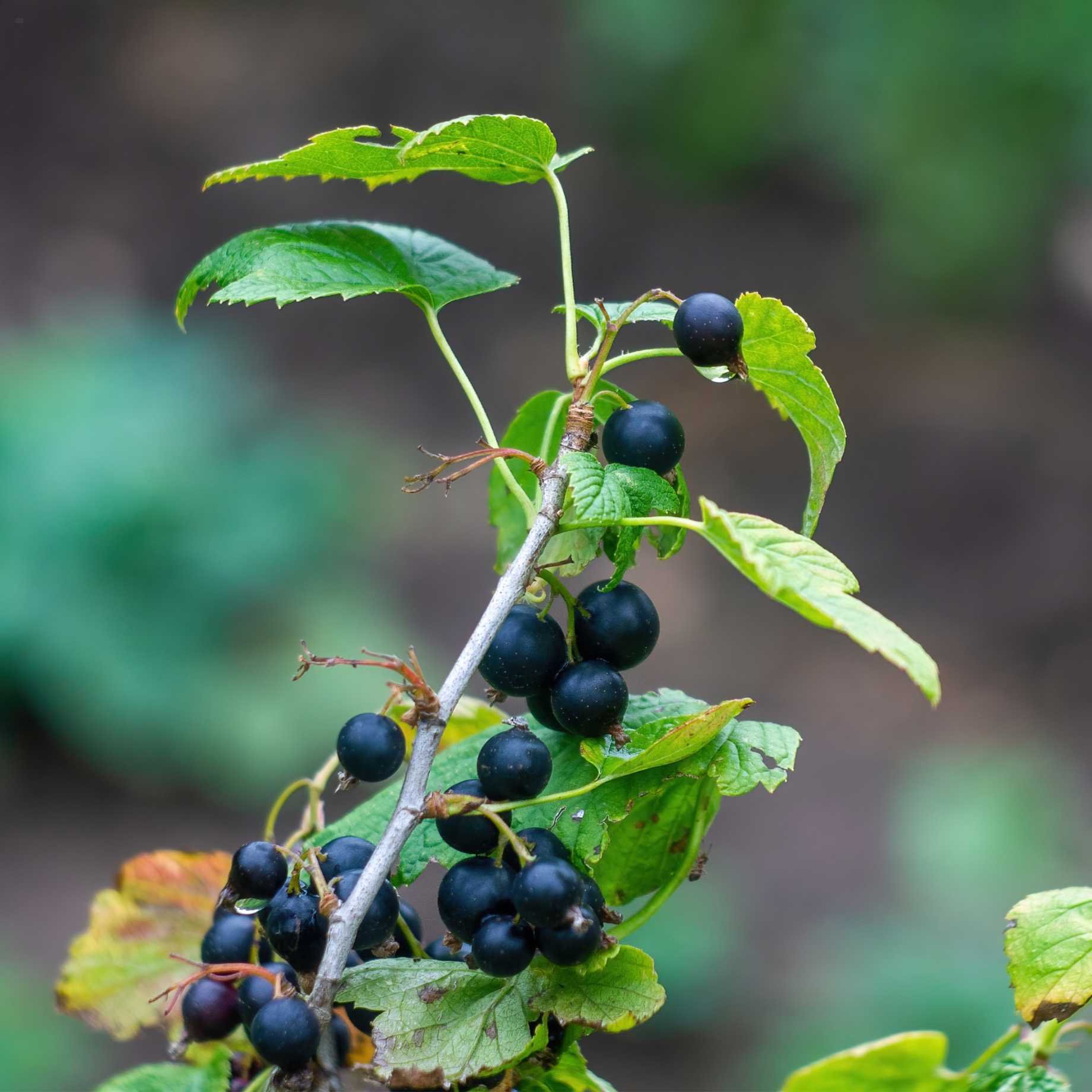'Ben Nevis' Blackcurrant Bush - Image 3