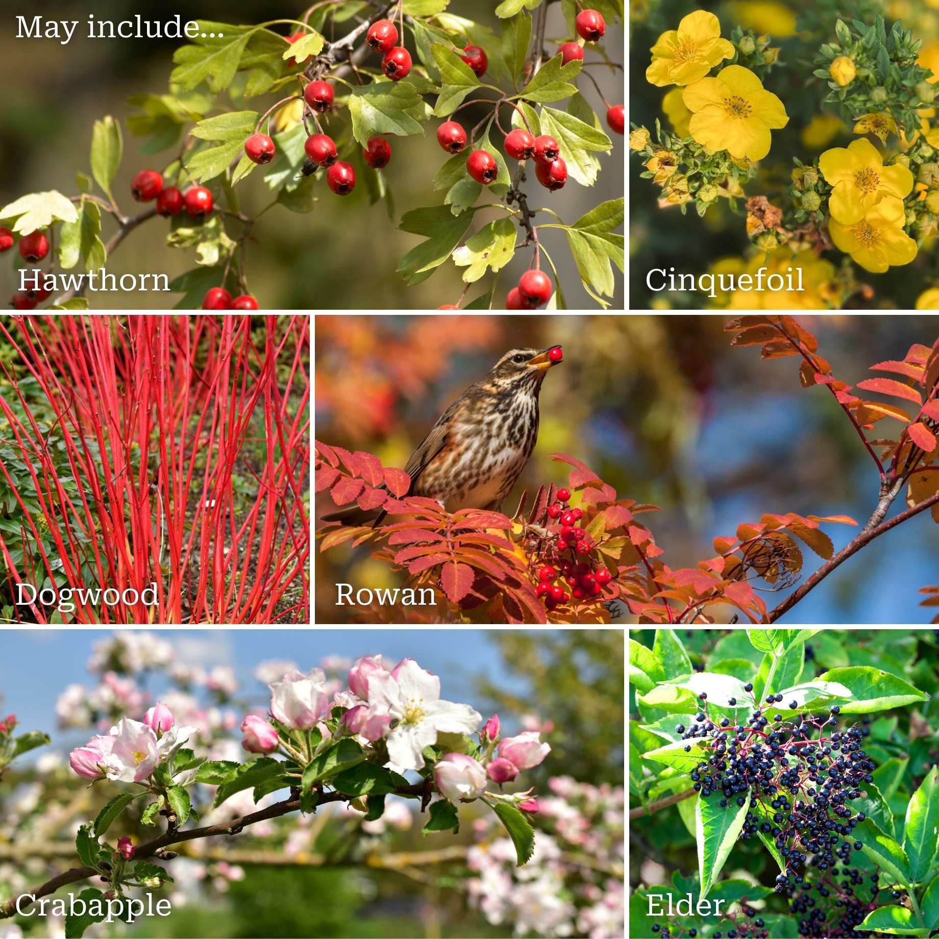 All Seasons Hedging | Growers' Choice - Image 2