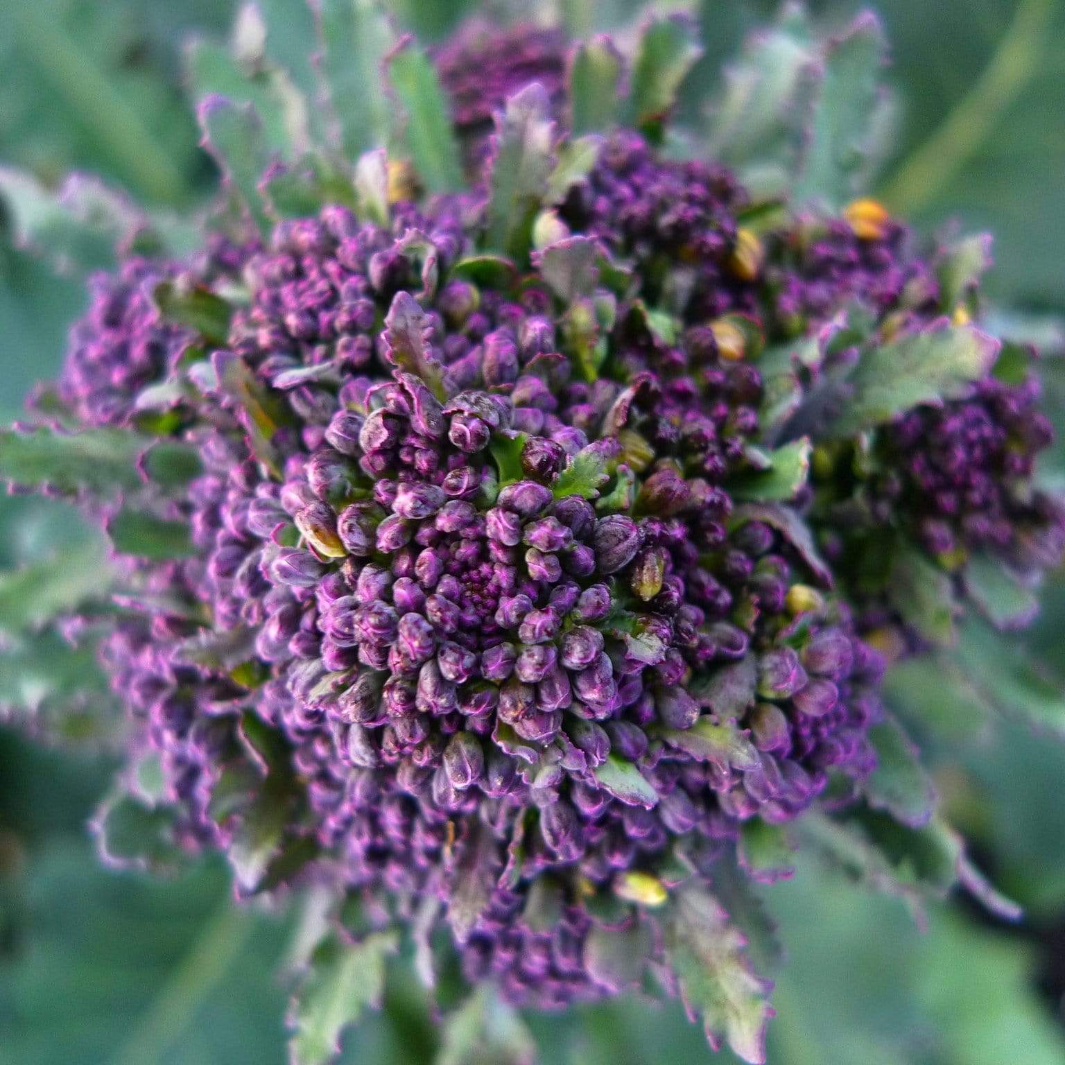 Gourmet Broccoli Plants Collection - Image 5