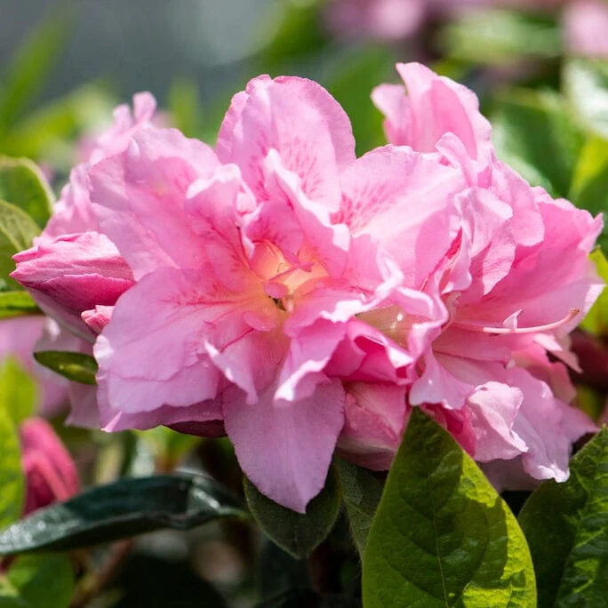 Best Flowering Shrubs - Image 5