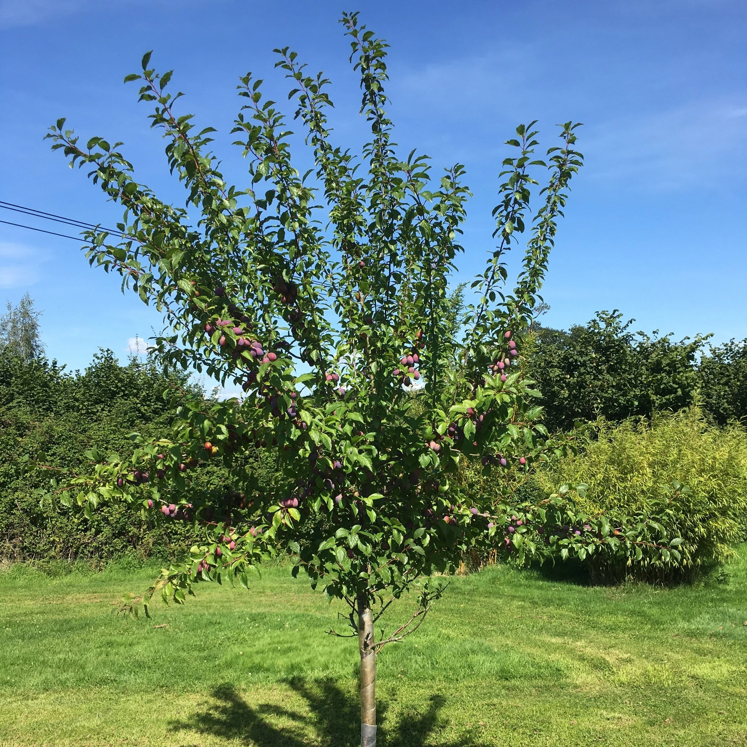 3 Super Easy to Grow Fruit Trees | Apple, Fig & Plum - Image 6