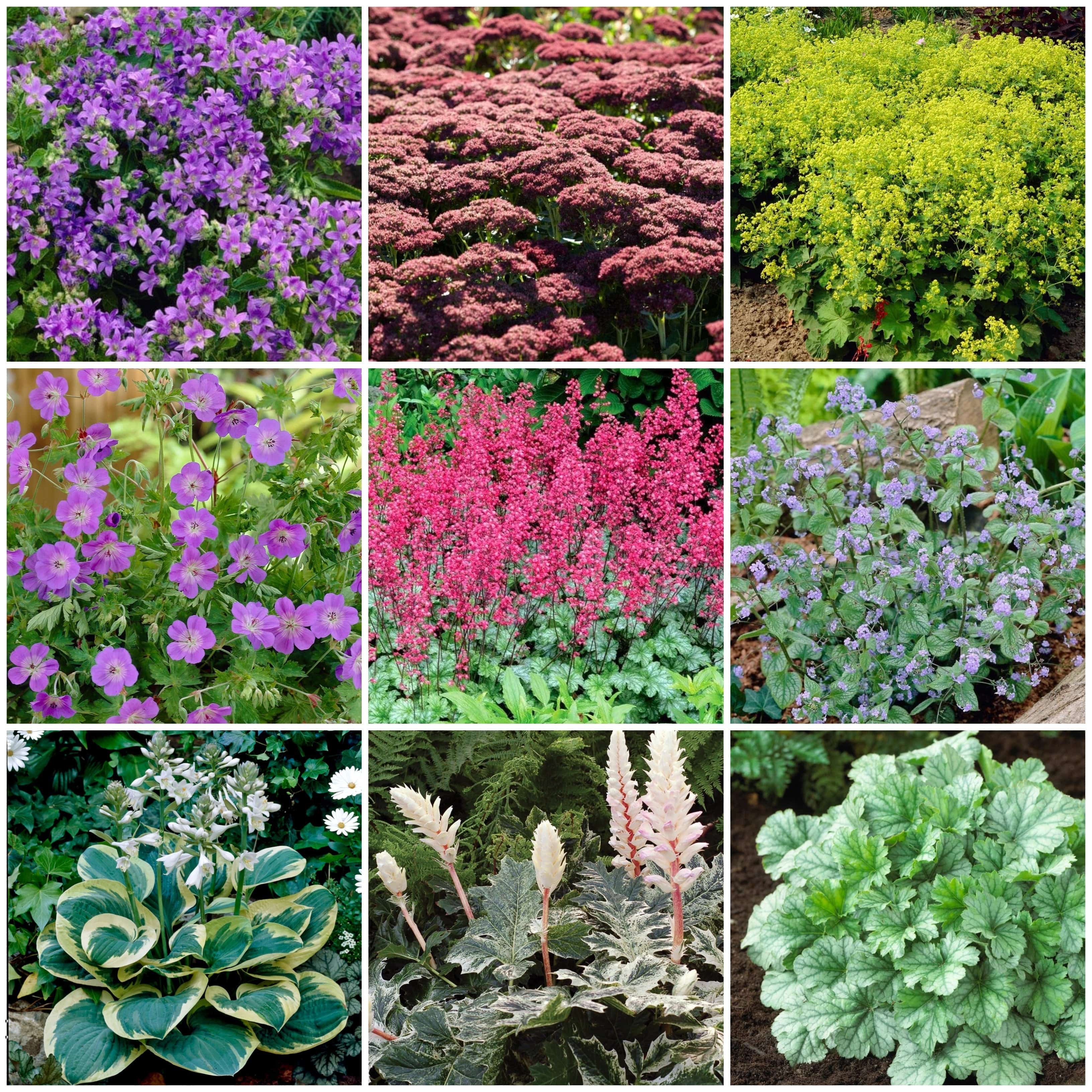 Best Ground Cover Plants | A Carpet of Flowers