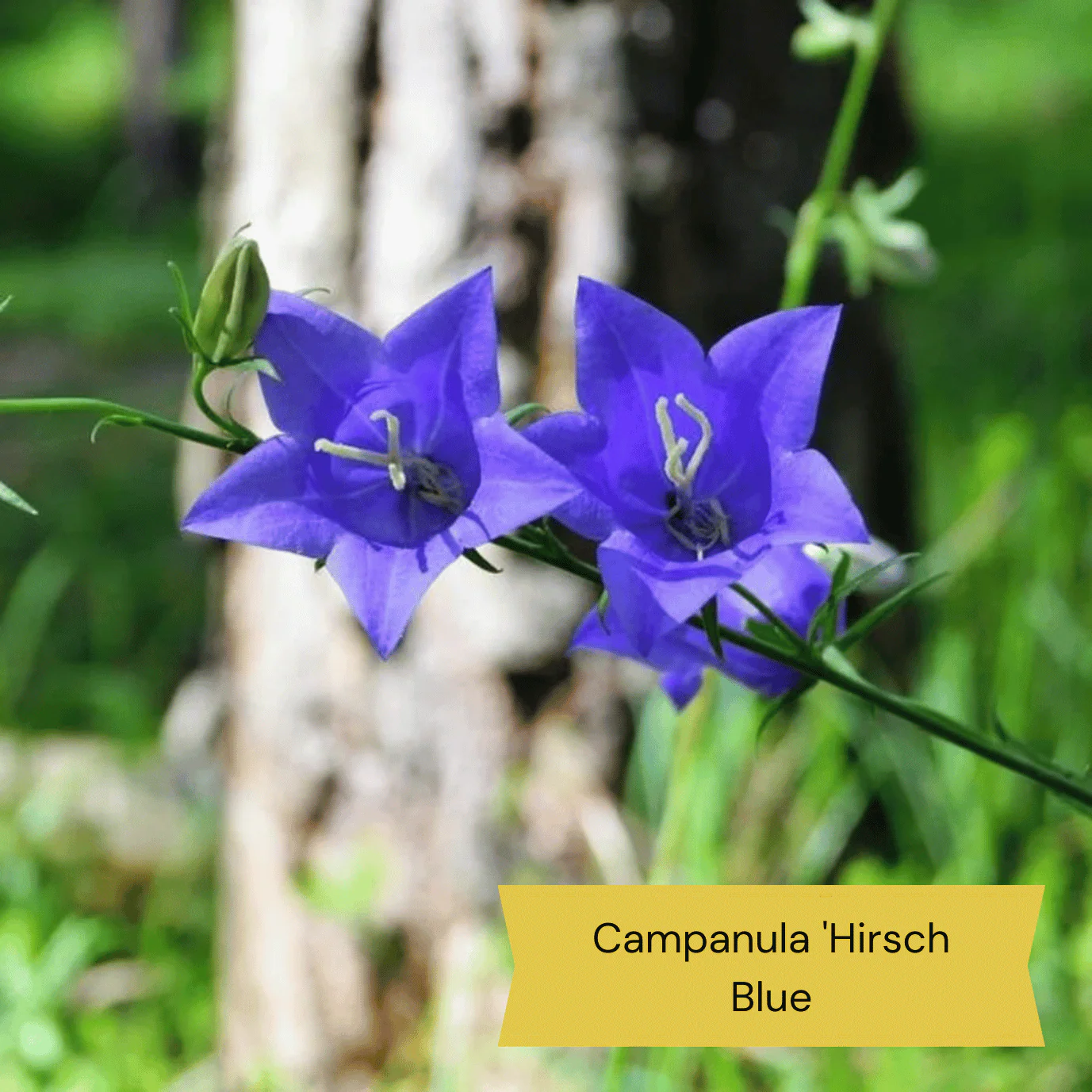 Best Ground Cover Plants | A Carpet of Flowers - Image 3