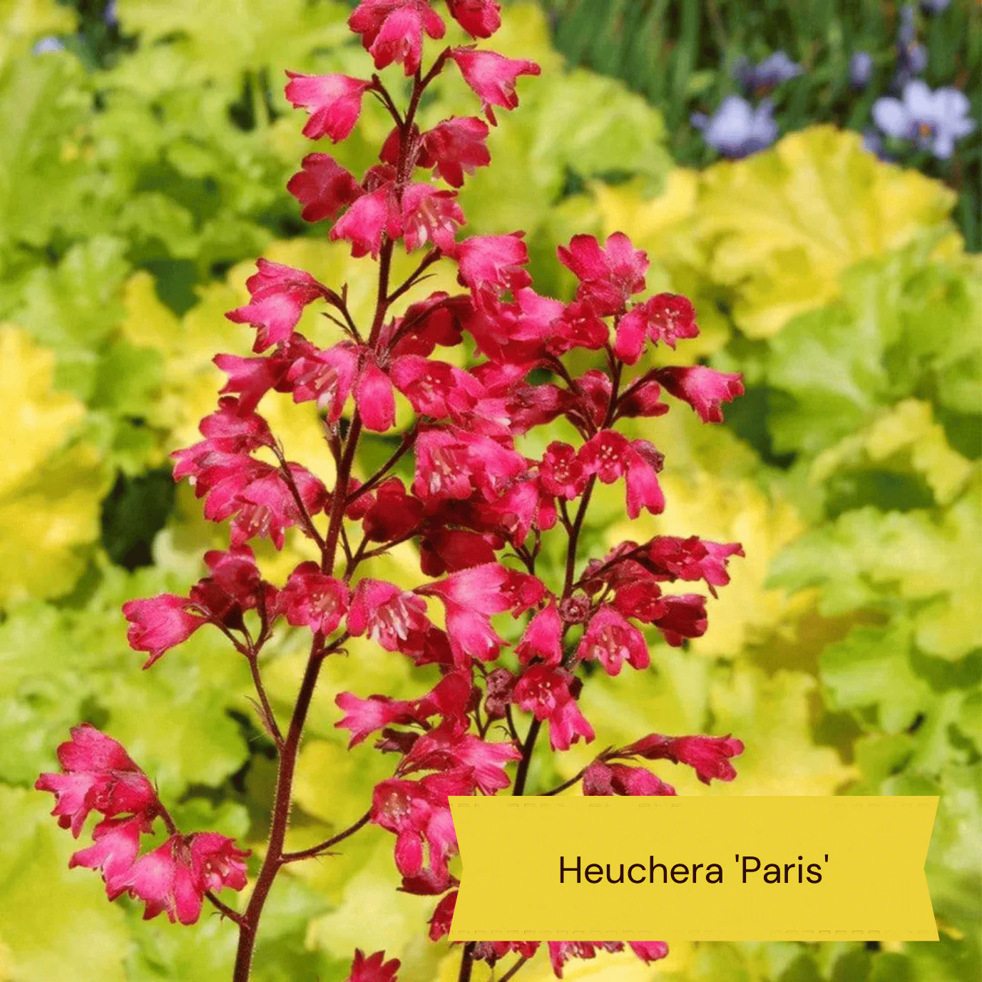 Best Ground Cover Plants | A Carpet of Flowers - Image 8