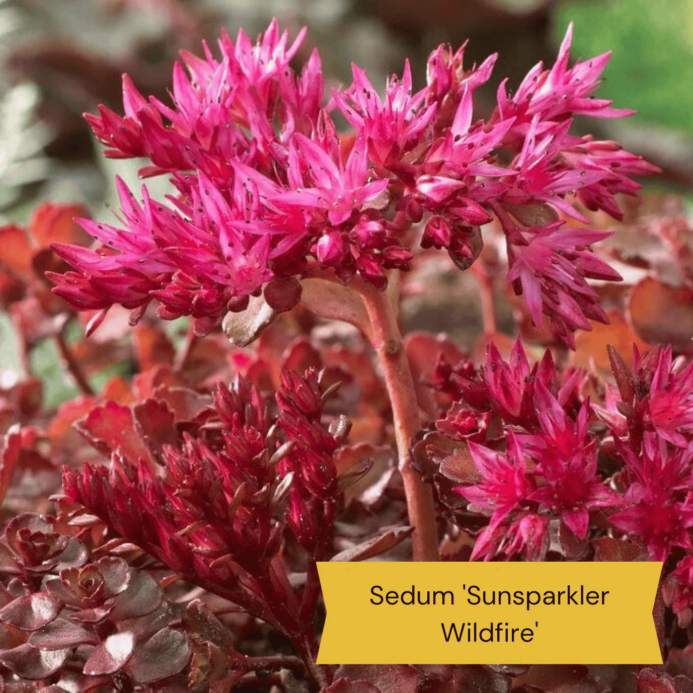 Best Ground Cover Plants | A Carpet of Flowers - Image 9