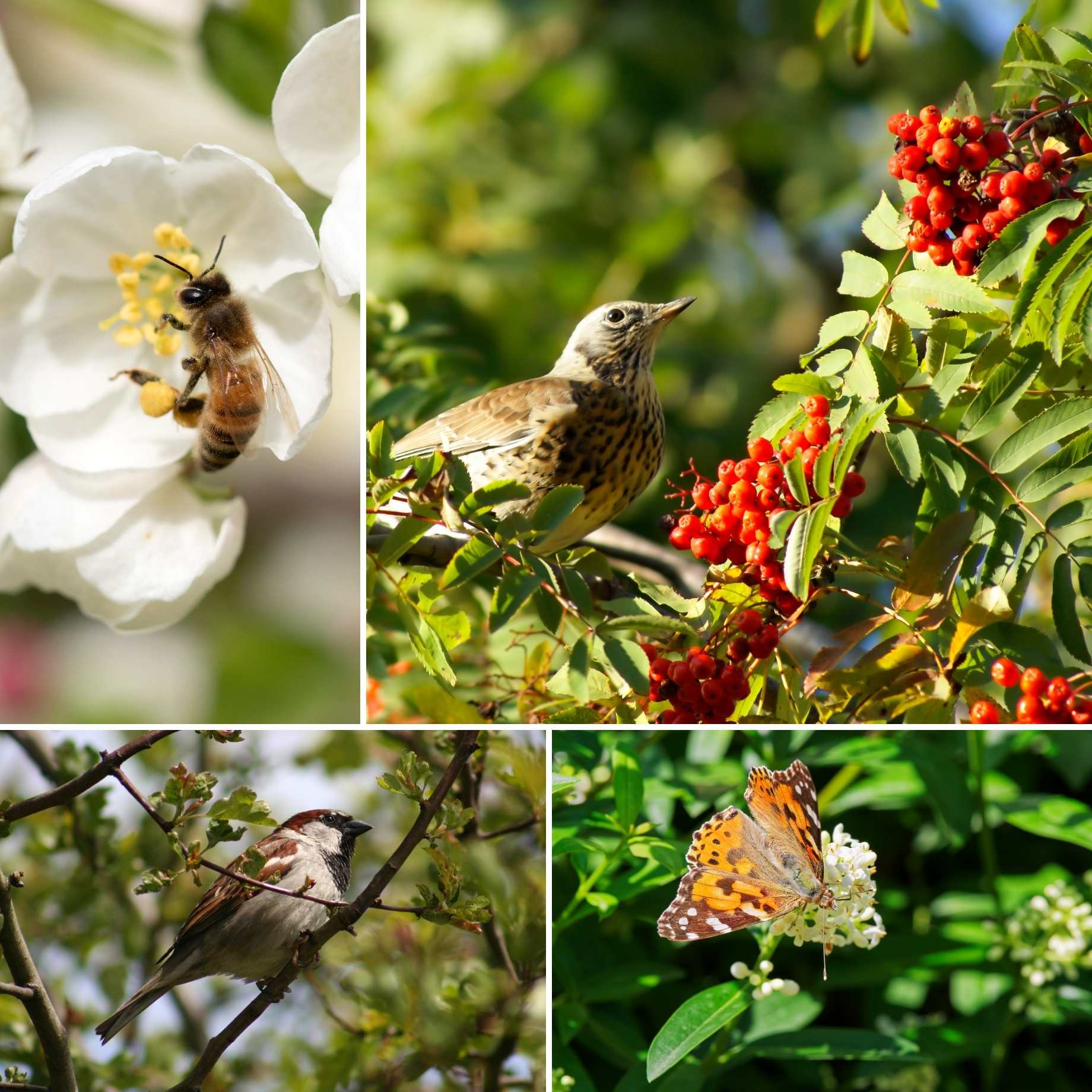 Best Mixed Native Wildlife Hedging | Growers' Choice