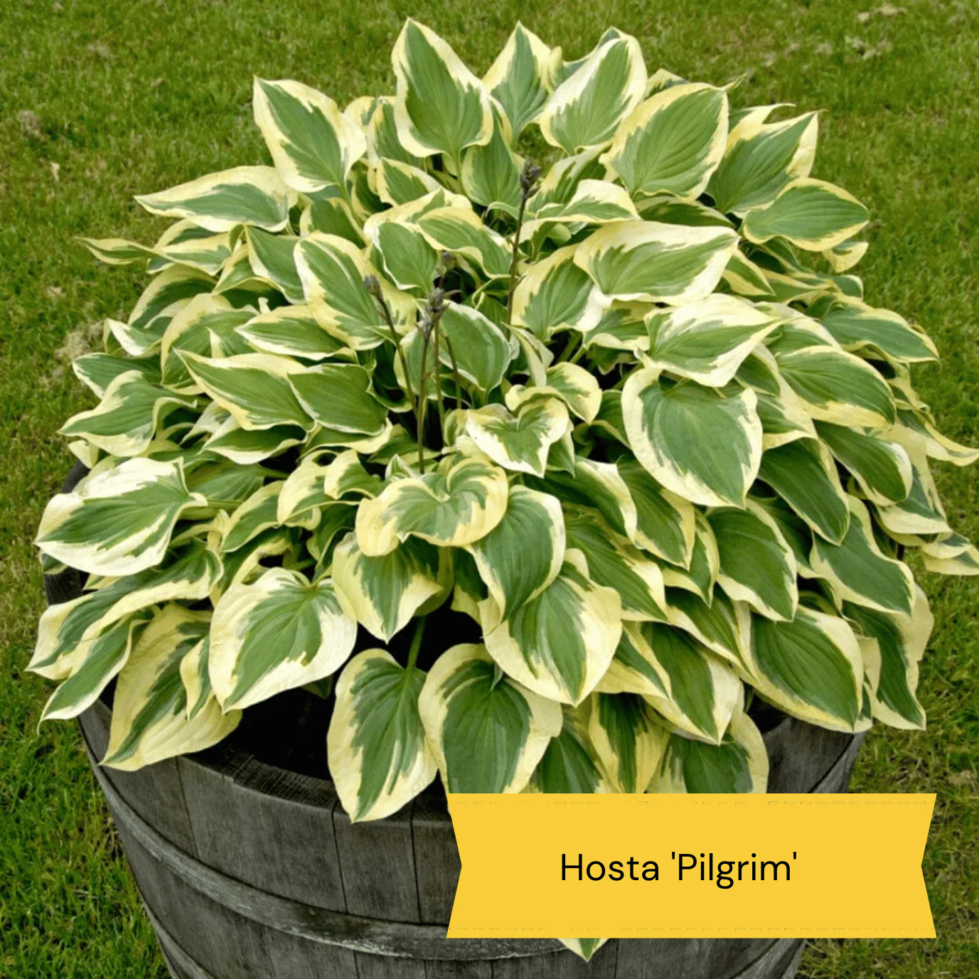 Best Plants for Pots | Perennials for Container Gardens - Image 3