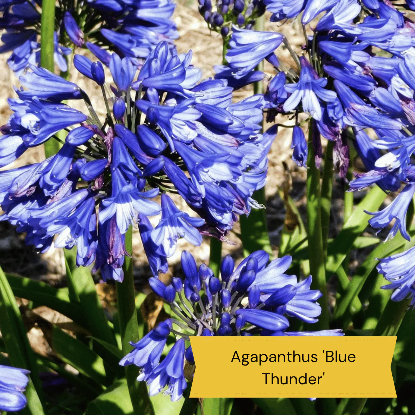 Best Plants for Pots | Perennials for Container Gardens - Image 6