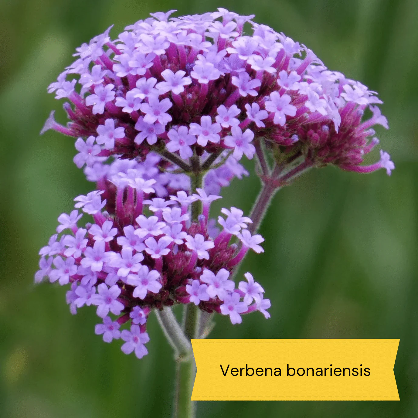 Best Plants for Pots | Perennials for Container Gardens - Image 7