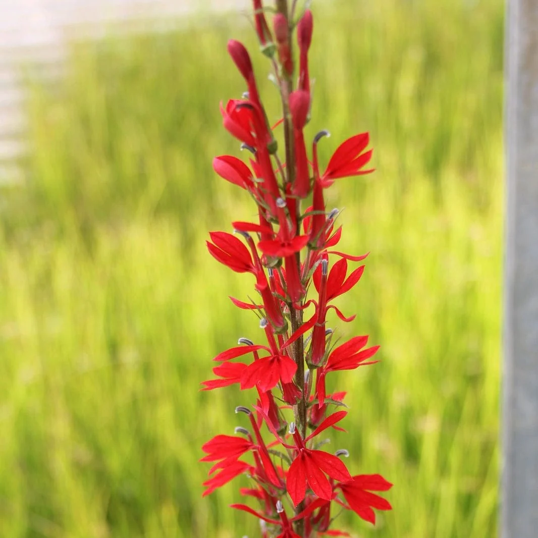 Best Pond Plants for Any Size Pond | All in One | Oxygenating & Wildlife | Flowers & Structure - Image 9