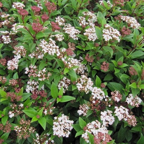 Best Shrubs For Borders - Image 2