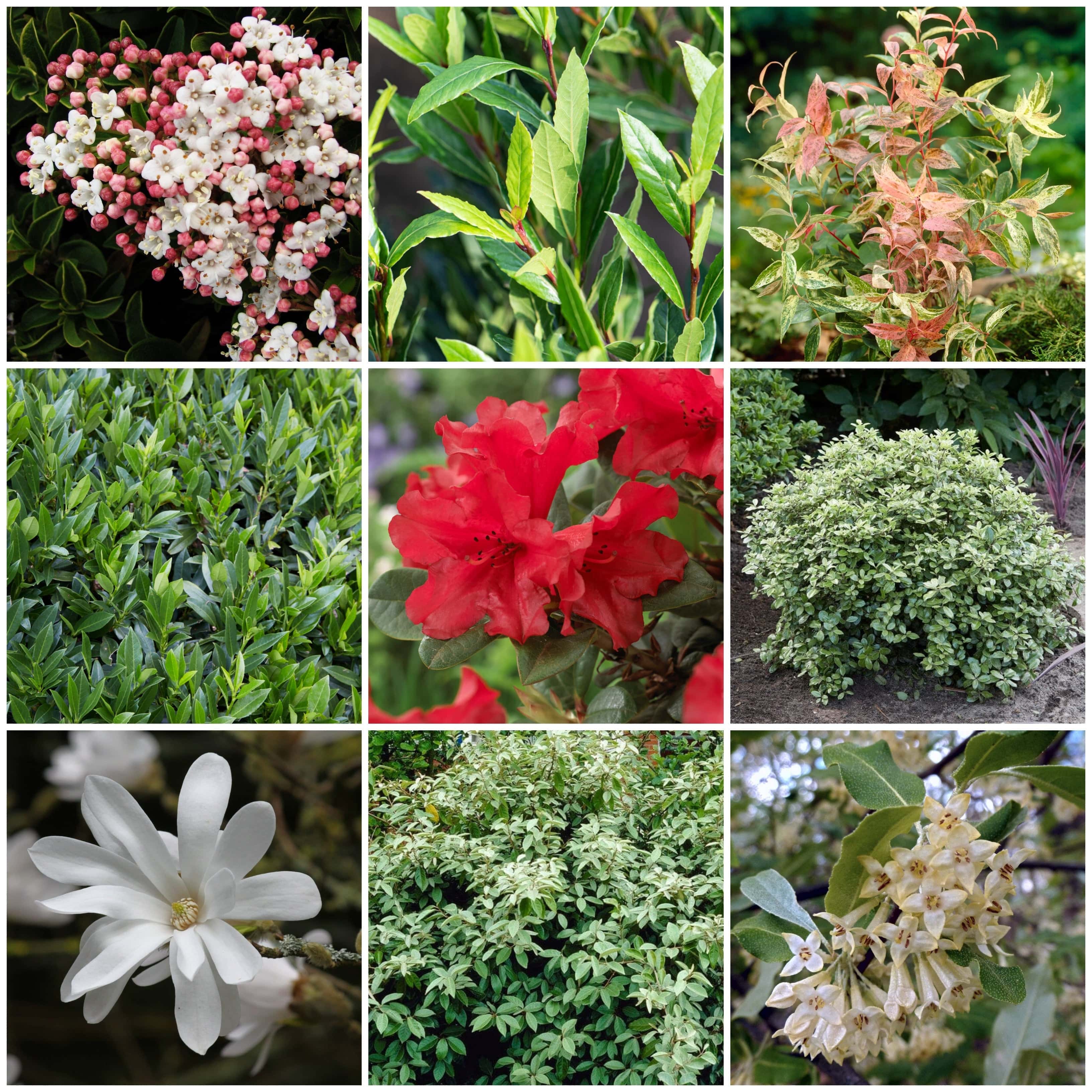 Best Shrubs For Shade