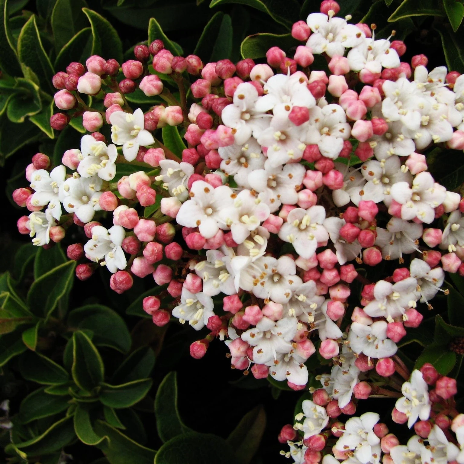 Best Shrubs For Shade - Image 2