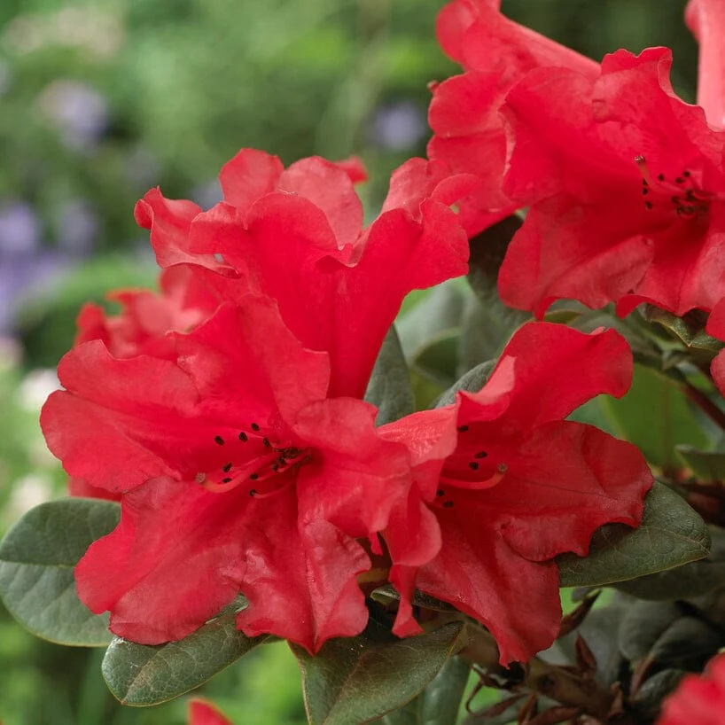Best Shrubs For Shade - Image 6