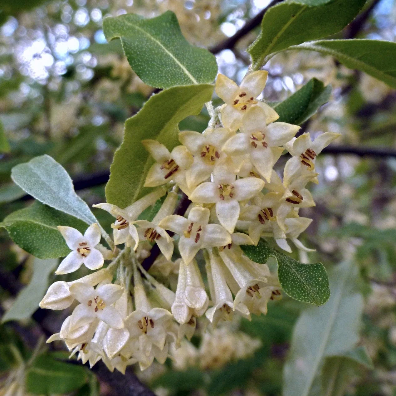 Best Small Evergreen Shrubs - Image 4